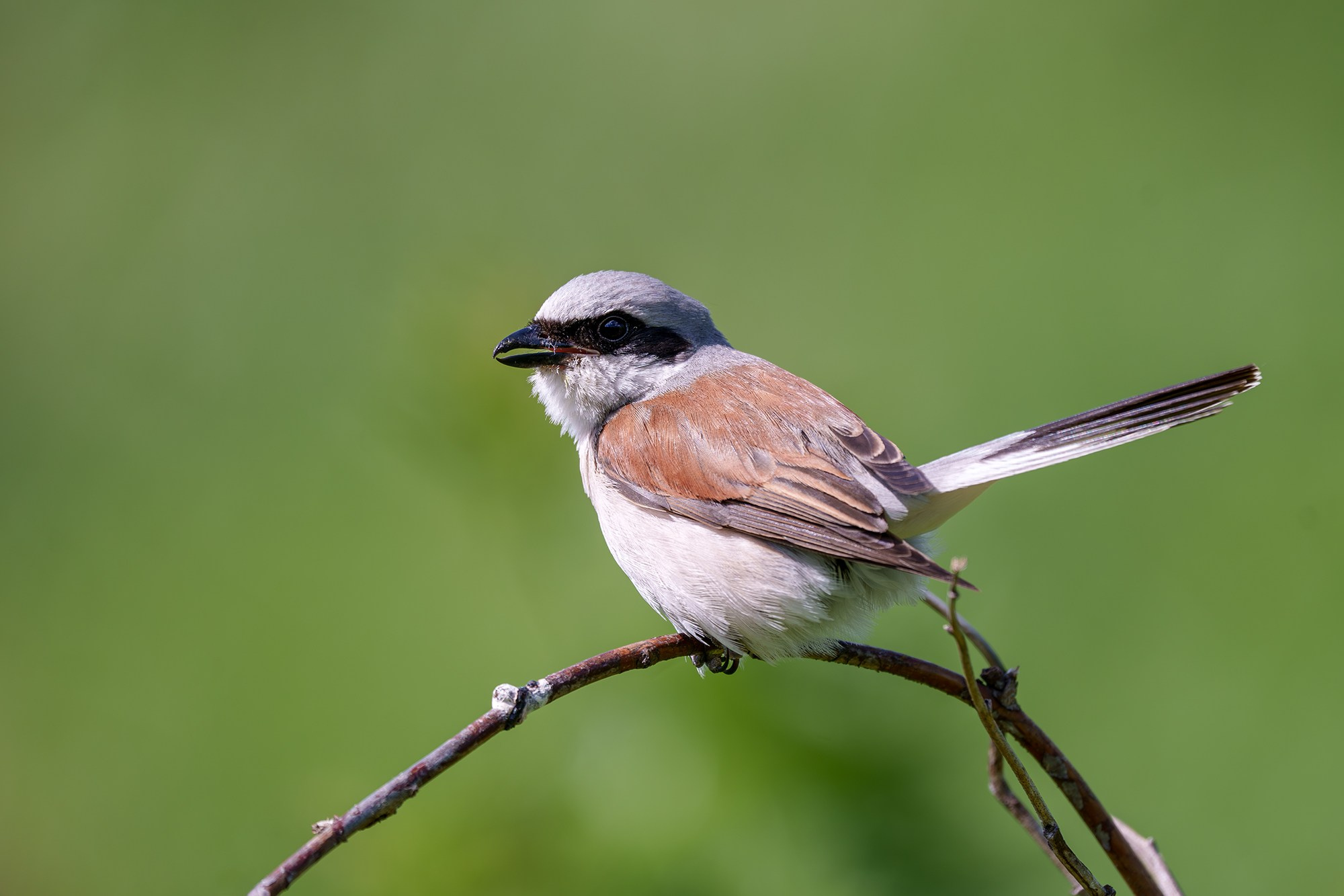 Удивительные мир птиц. Вокруг нас столько прекрасного — присмотритесь!. Ваш личный фотограф Марина Волкова