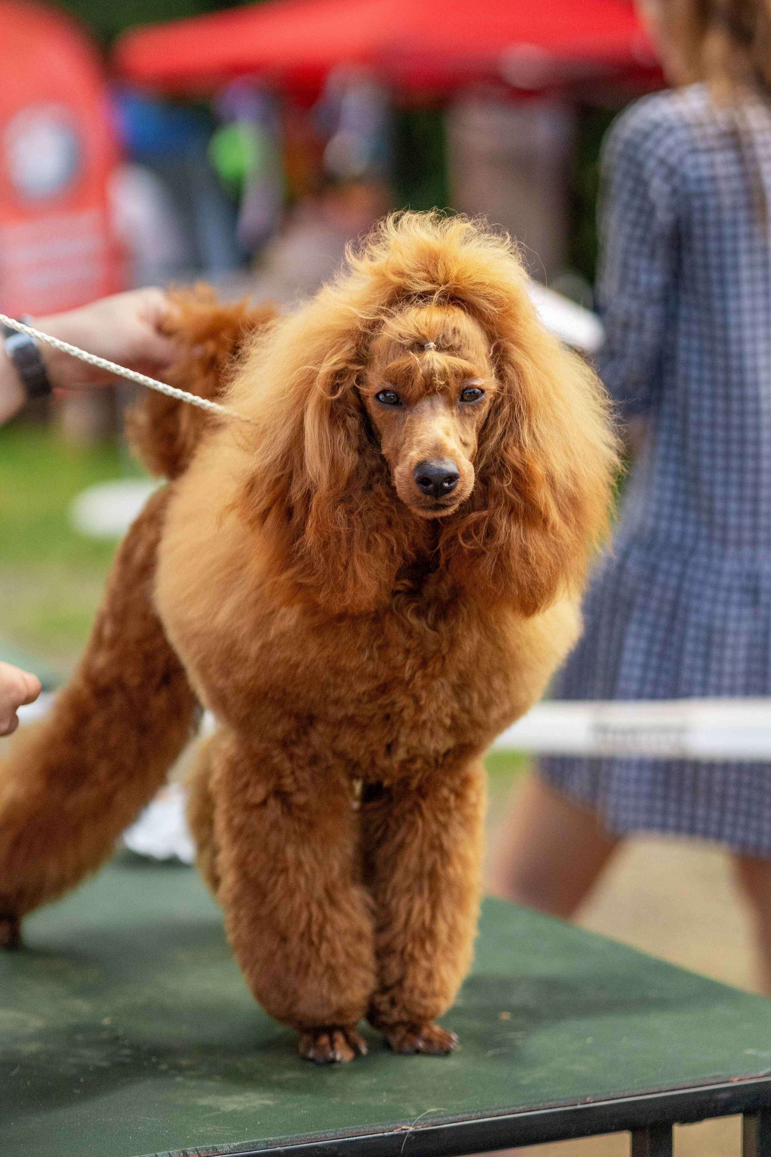 Собаки. Фотограф Яна Матвеева в Ижевске