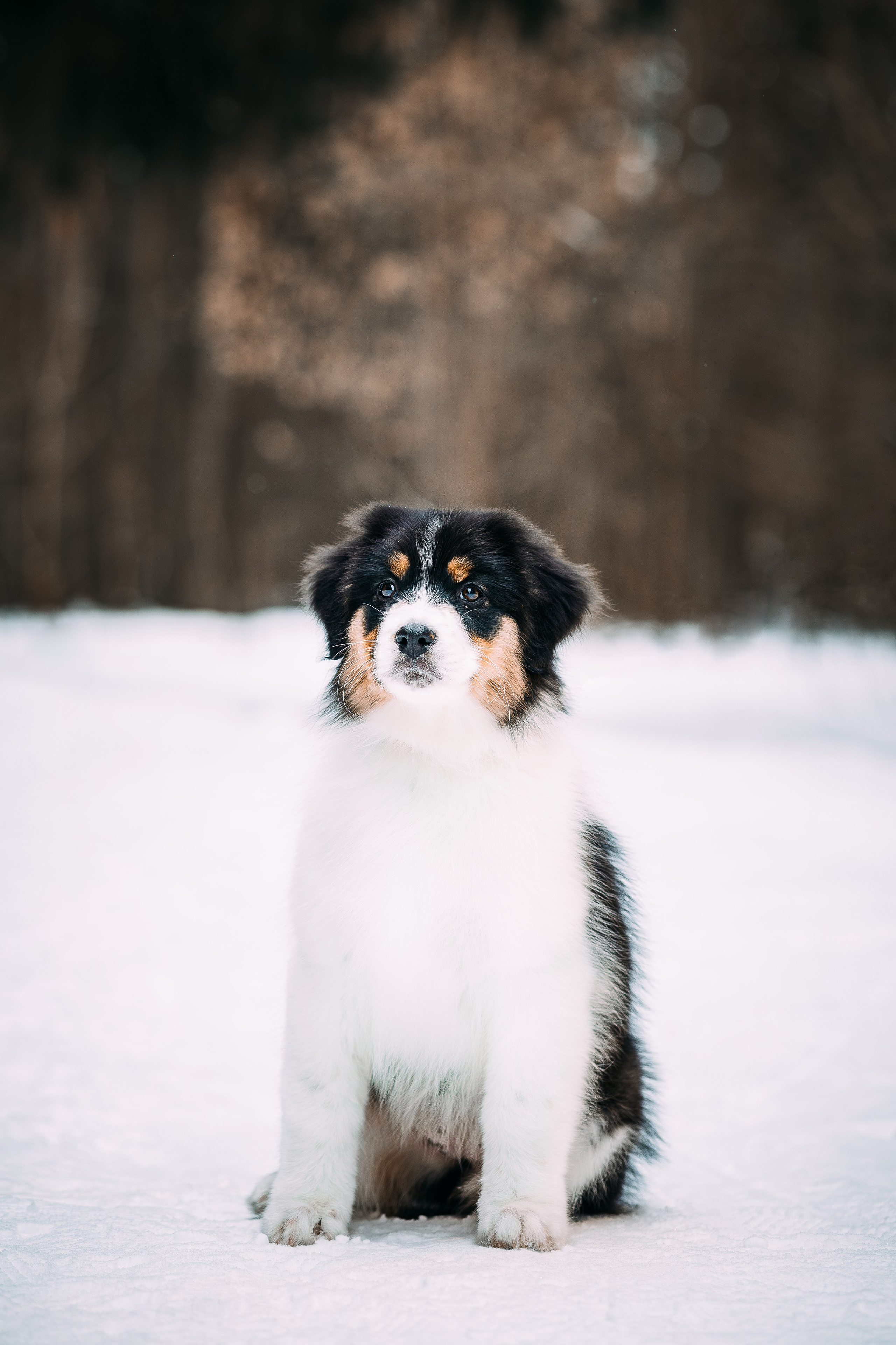 Щенки. Фотограф Яна Матвеева в Ижевске