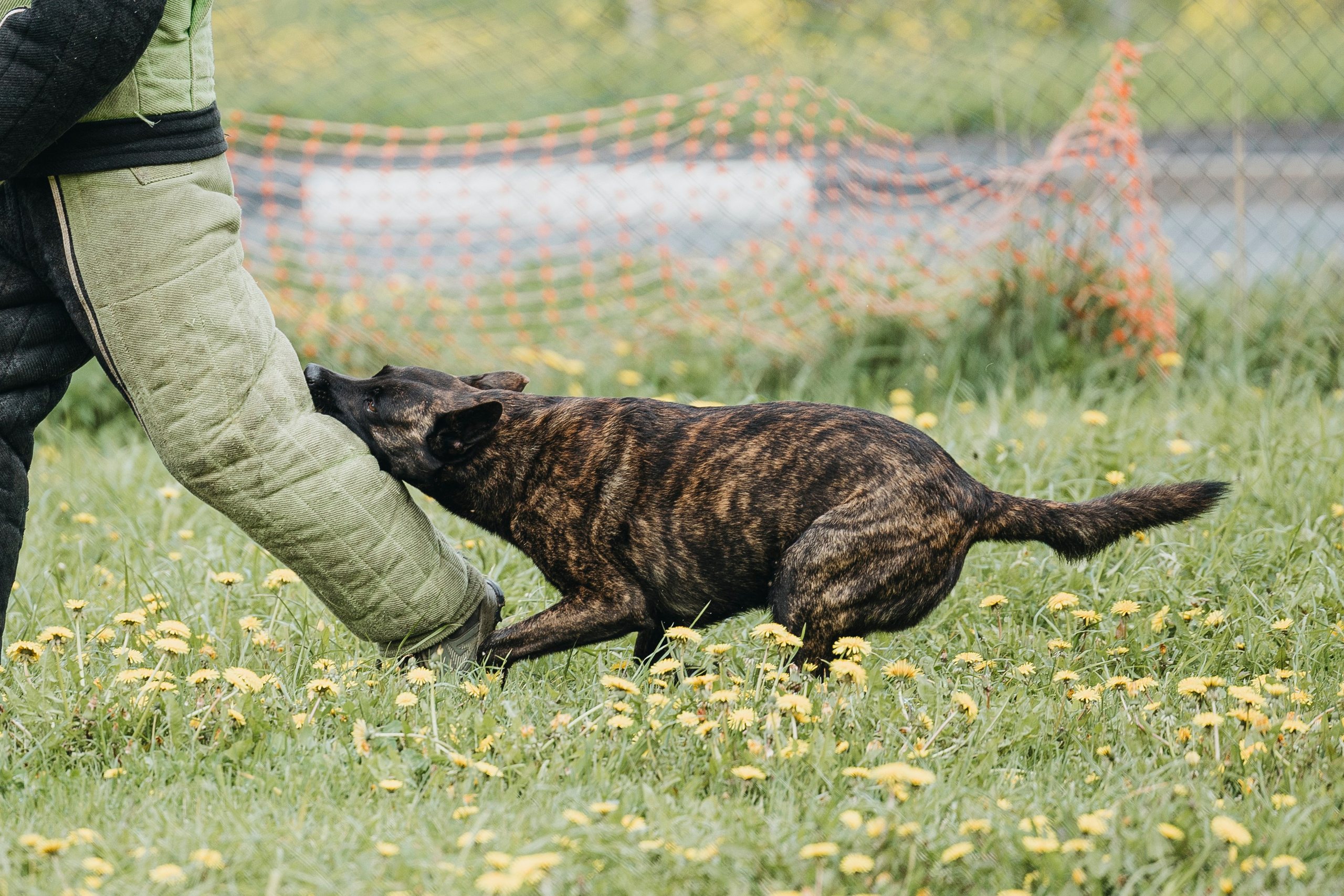 26.05.25 г. Пушкин квалификационные соревнования. Фотограф-анималист Анна Маринич