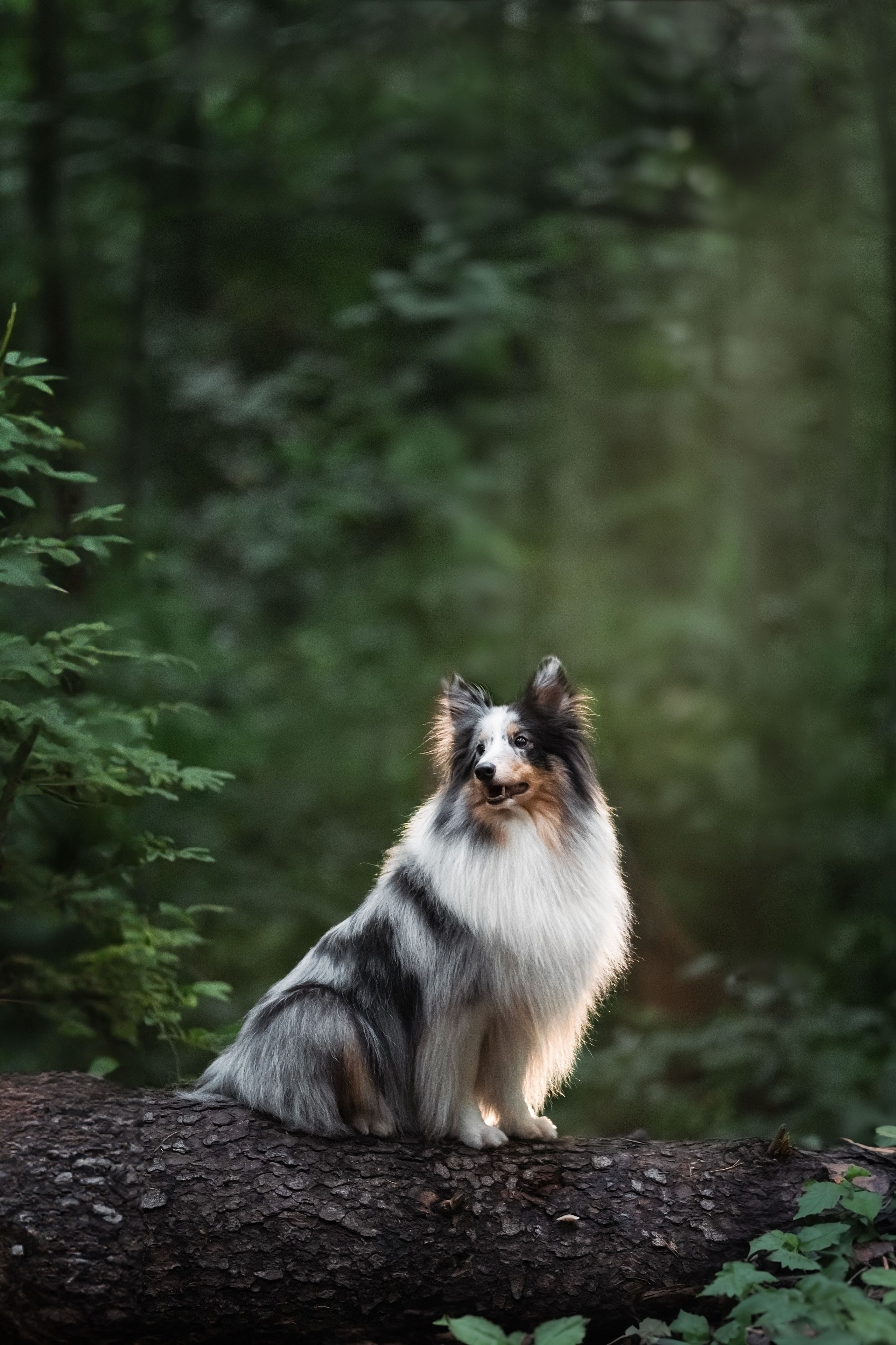 Лесная Элис. Фотограф анималист