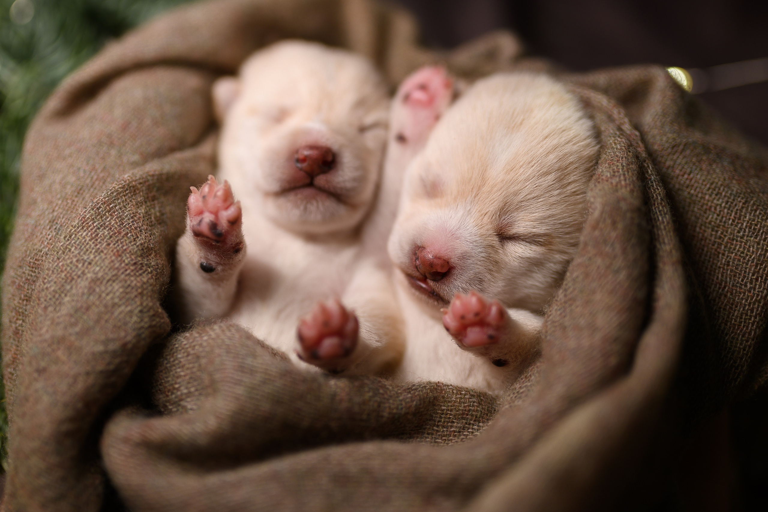 Мамесиба. Фотограф анималист в Москве Ольга Агушева
