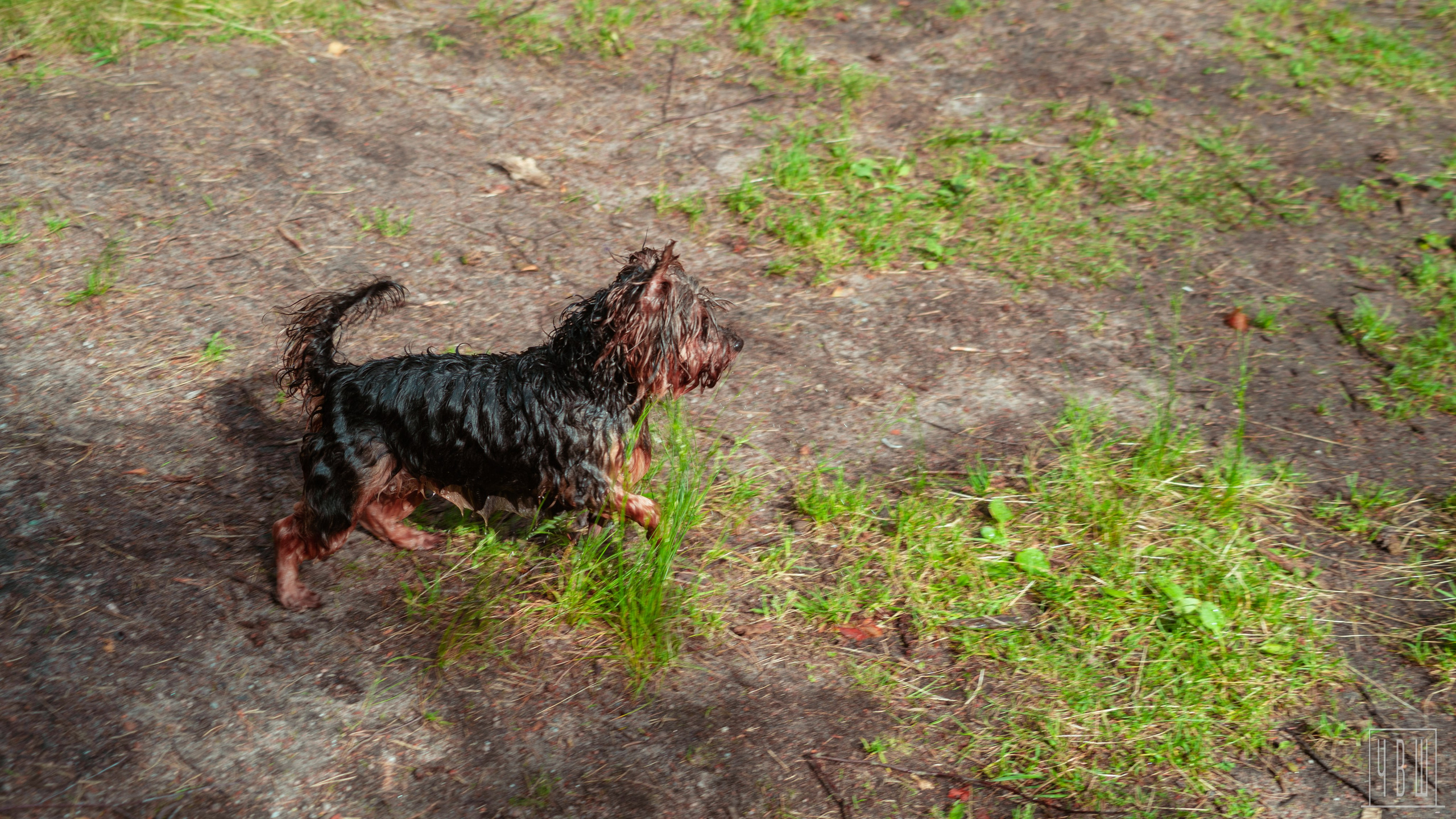 ДР Ши, 12.07.2025, Каннельярви. Человек в Шляпе