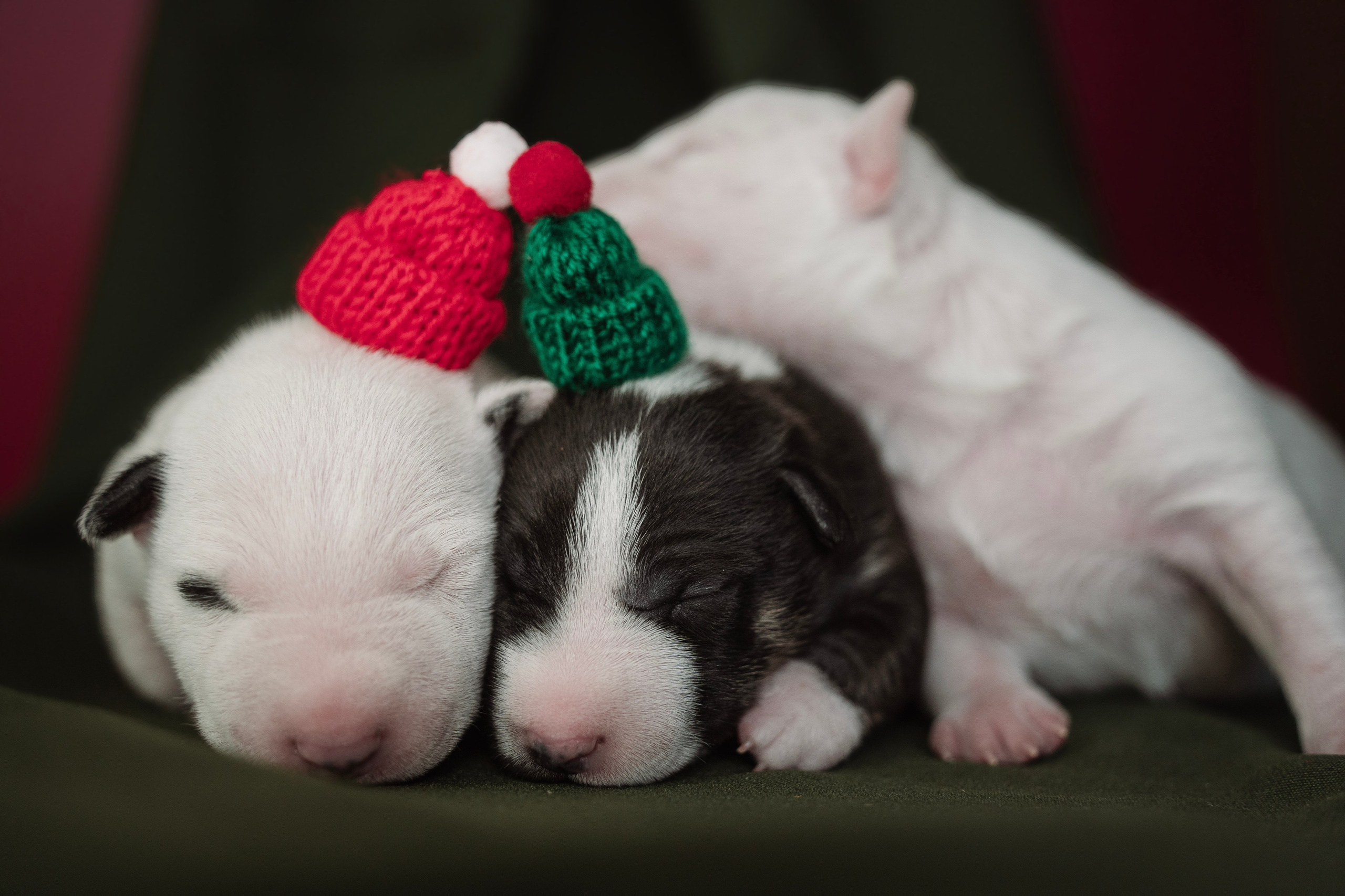 Ньюборн. Семейный фотограф анималист г. Находка