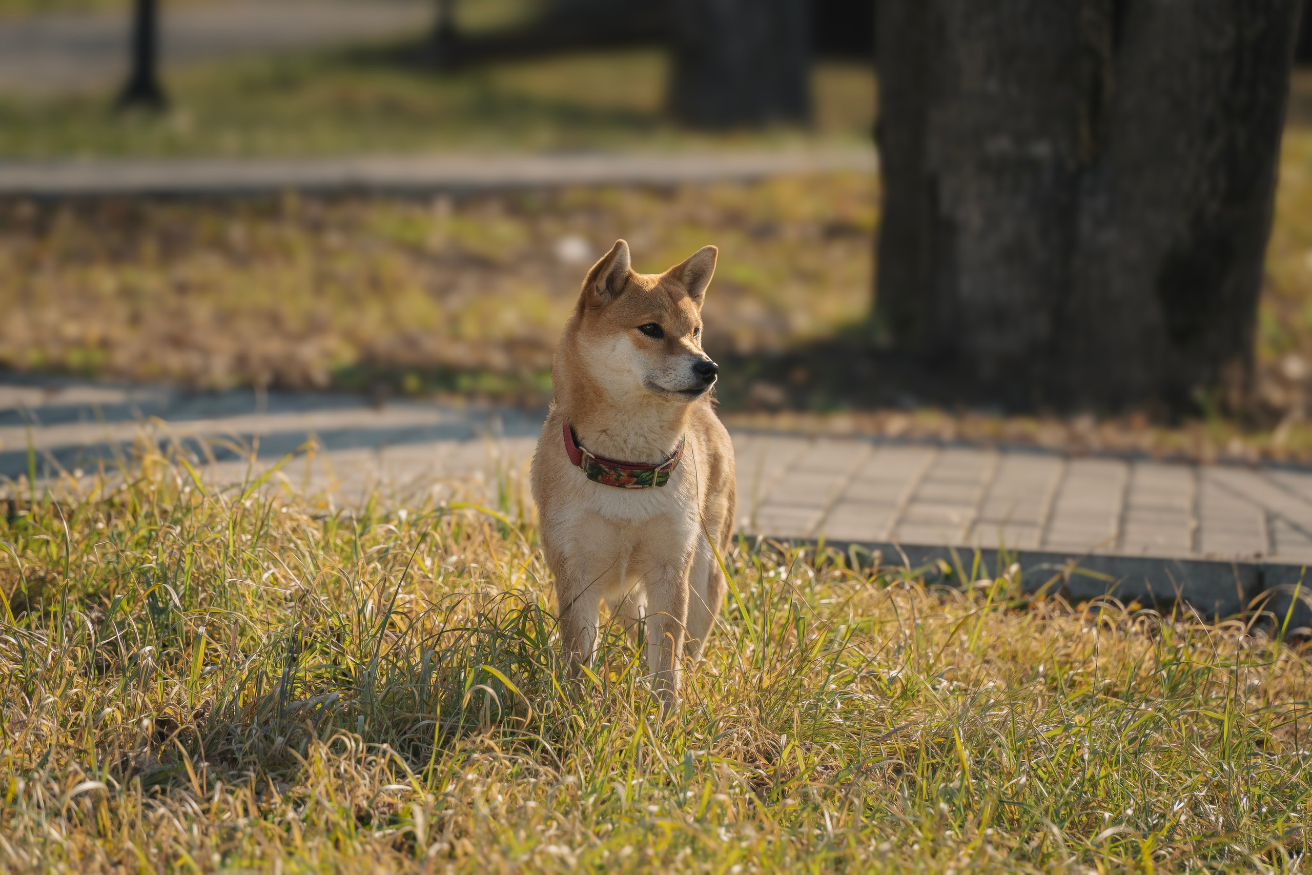 Семейная история. Семейный фотограф анималист г. Находка