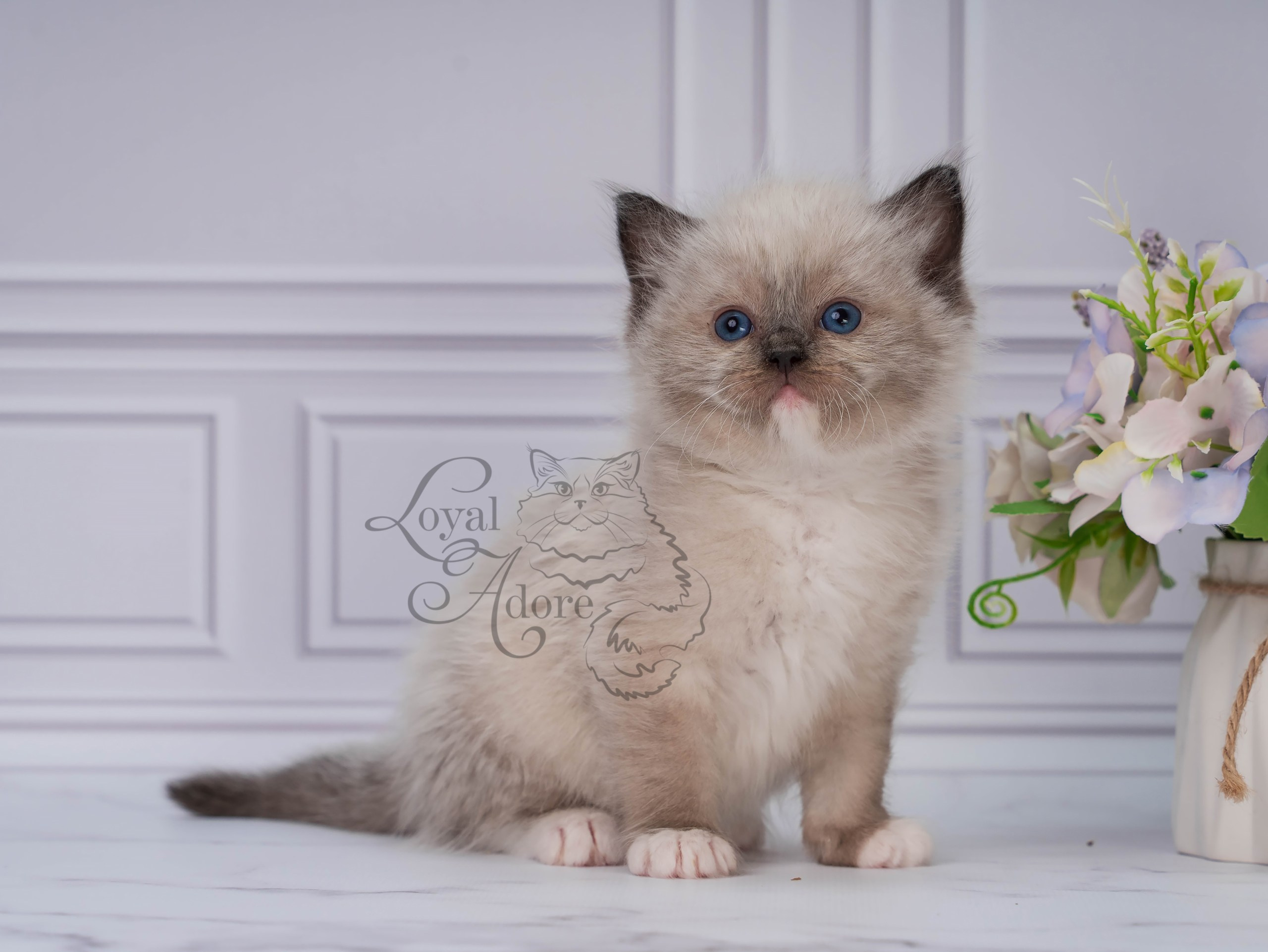 Котята рэгдолл от Loyal Adore. Питомник рэгдолл Loyal Adore