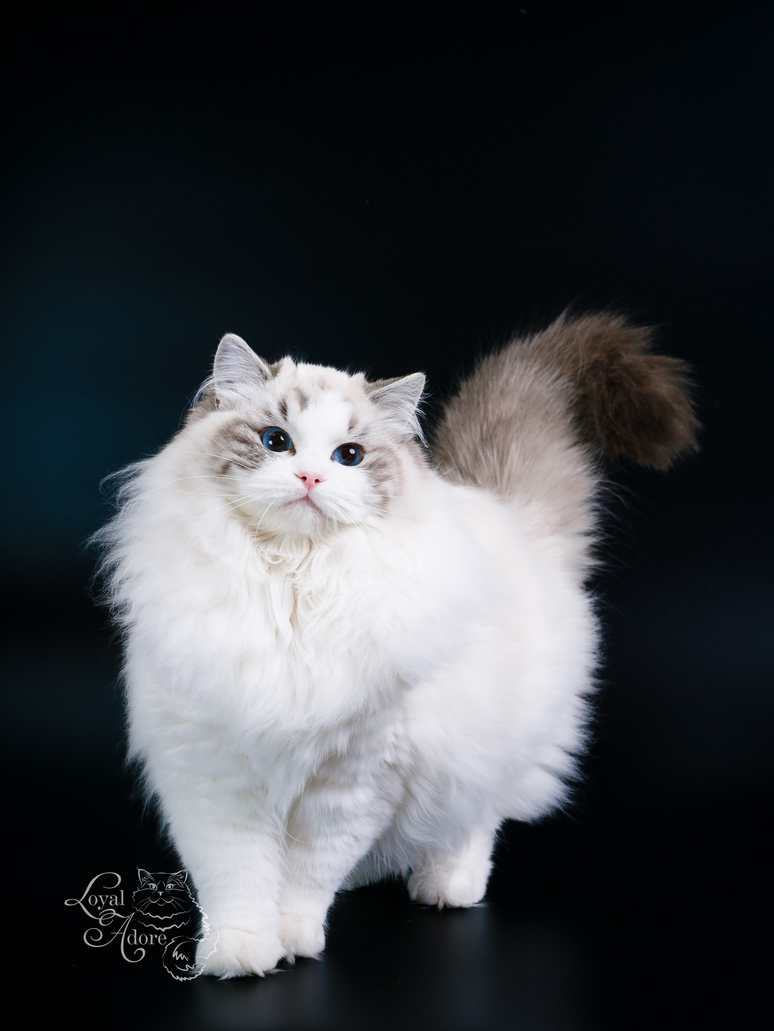 Кошки производители Loyal Adore. Питомник рэгдолл Loyal Adore