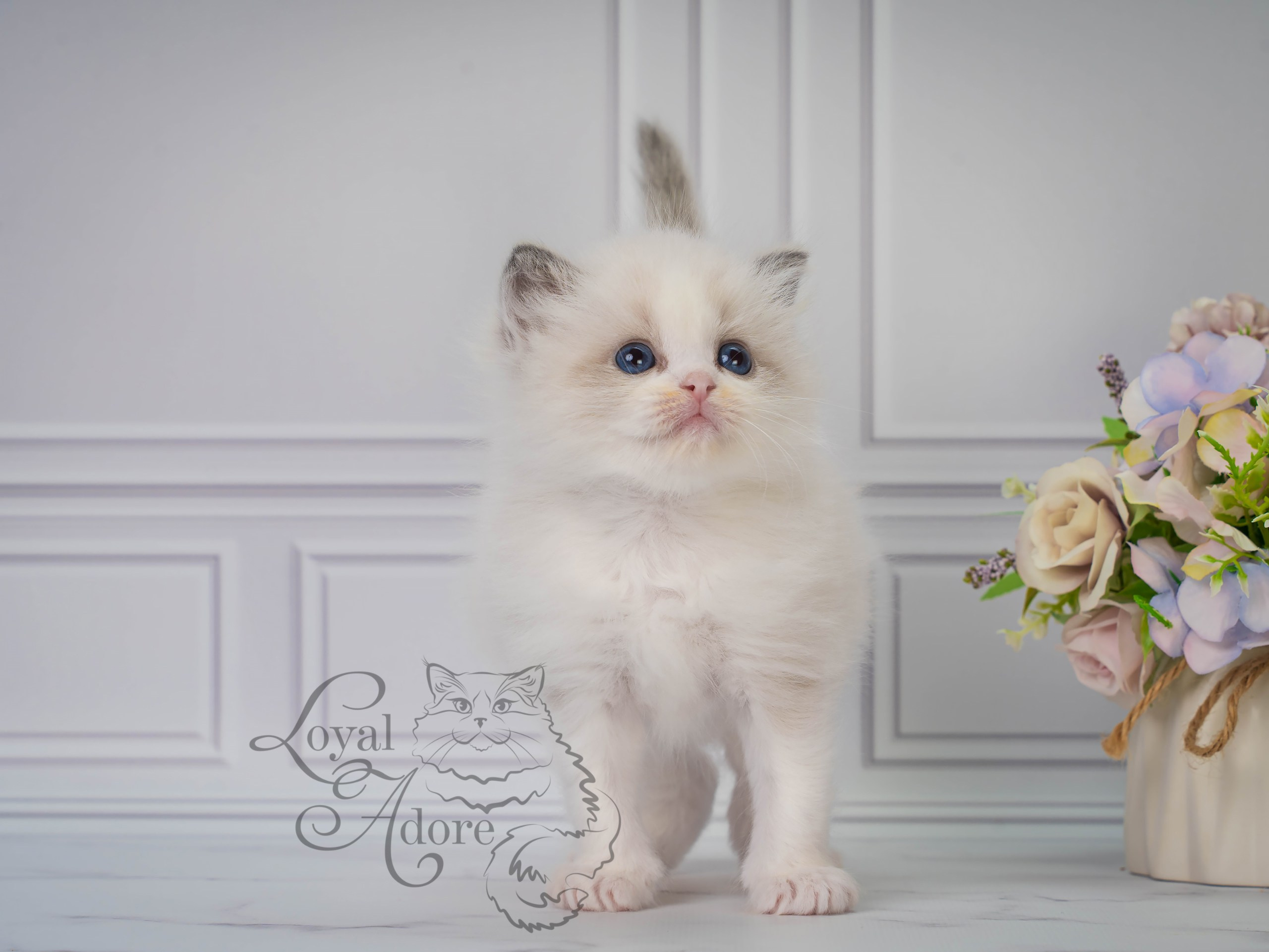 Котята рэгдолл от Loyal Adore. Питомник рэгдолл Loyal Adore