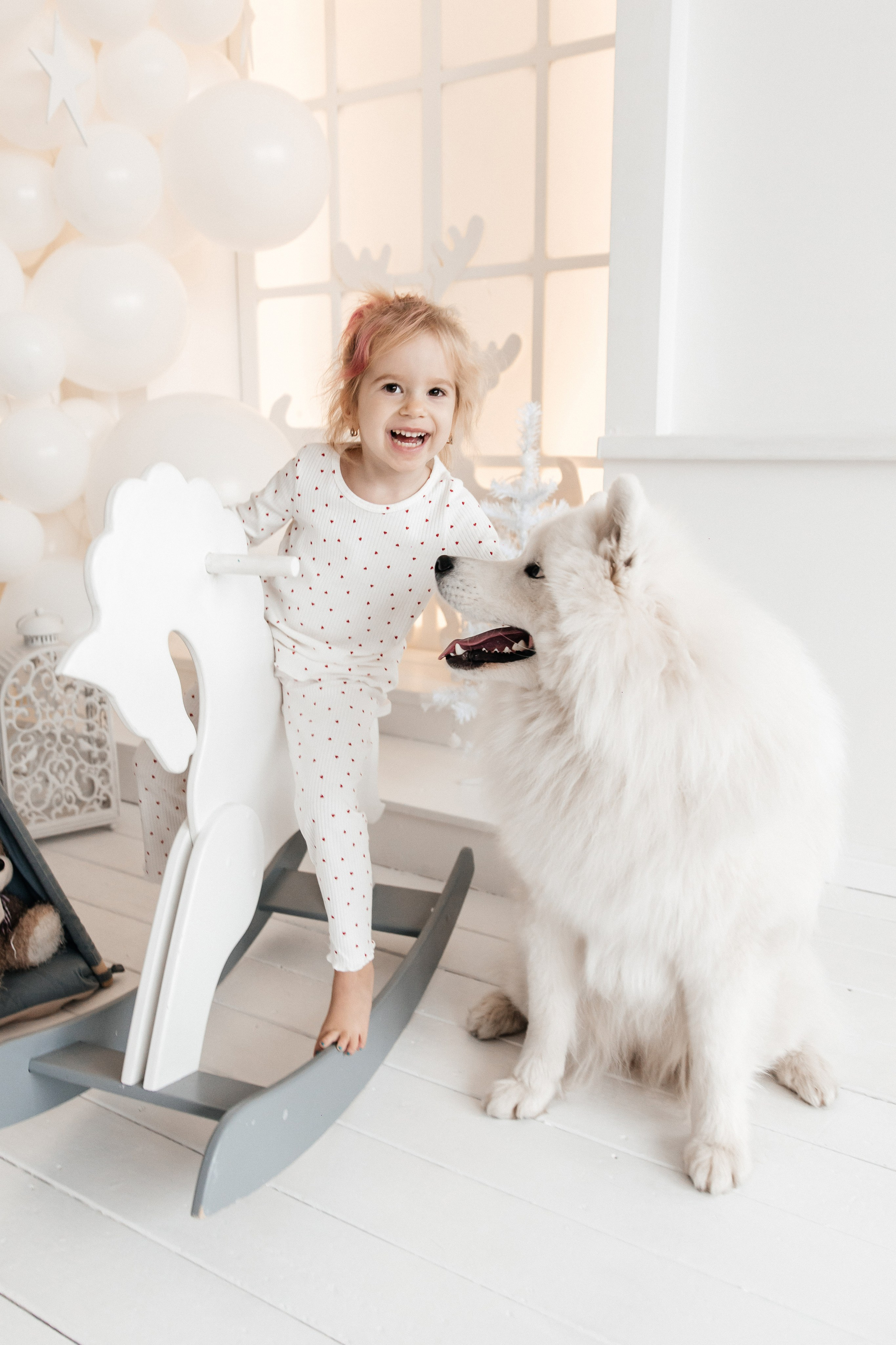 Фотосессия с самоедами собаками