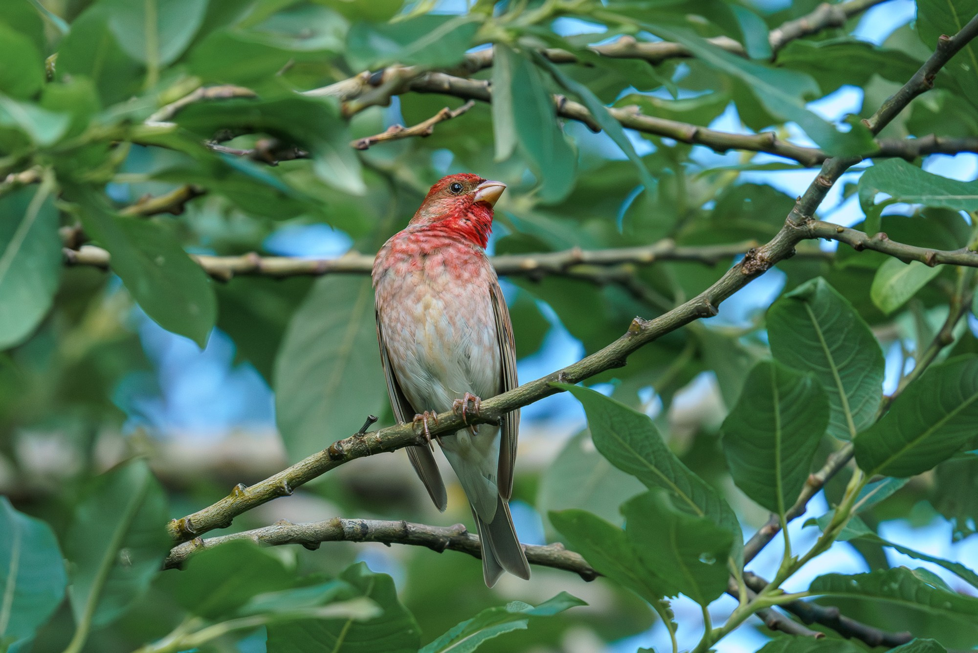 Удивительные мир птиц. Вокруг нас столько прекрасного — присмотритесь!. Ваш личный фотограф Марина Волкова