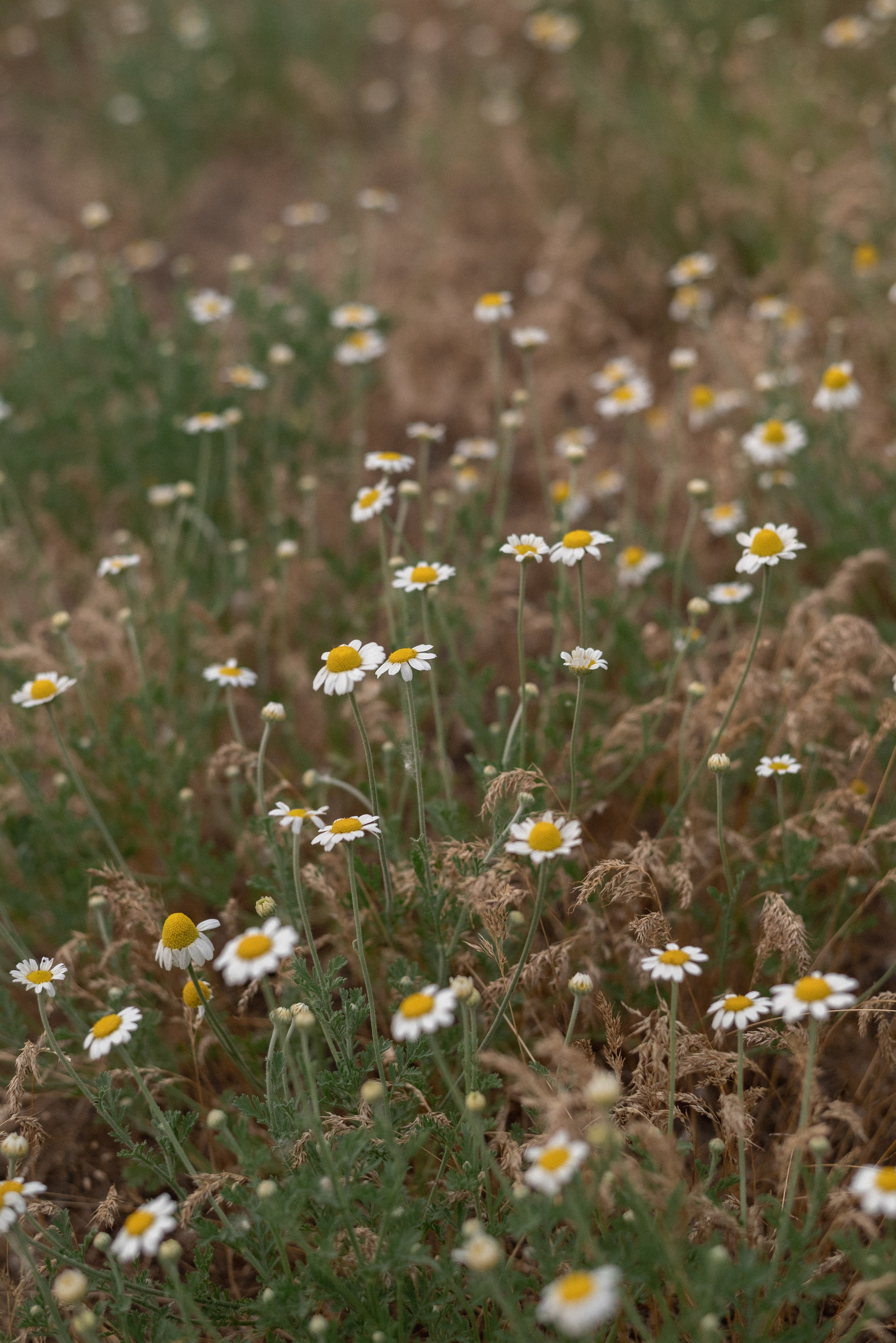 С+Н+В. Семейный фотограф Ирина Сгибнева