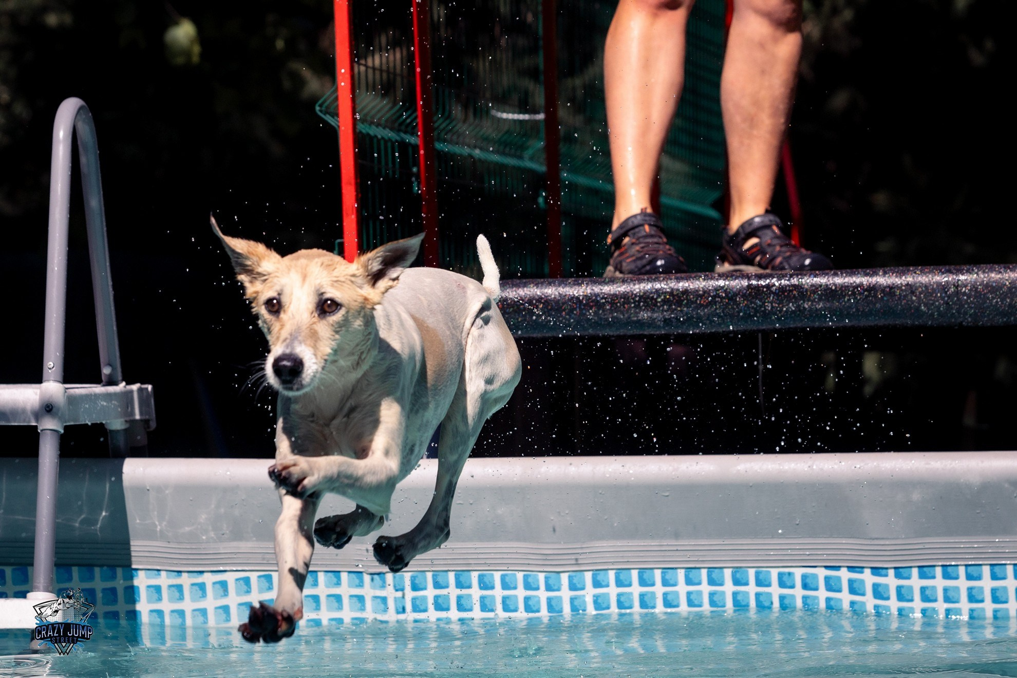 Собаки, спорт, Док дайвинг. Свадебный и репортажный фотограф в Москве и Московской области