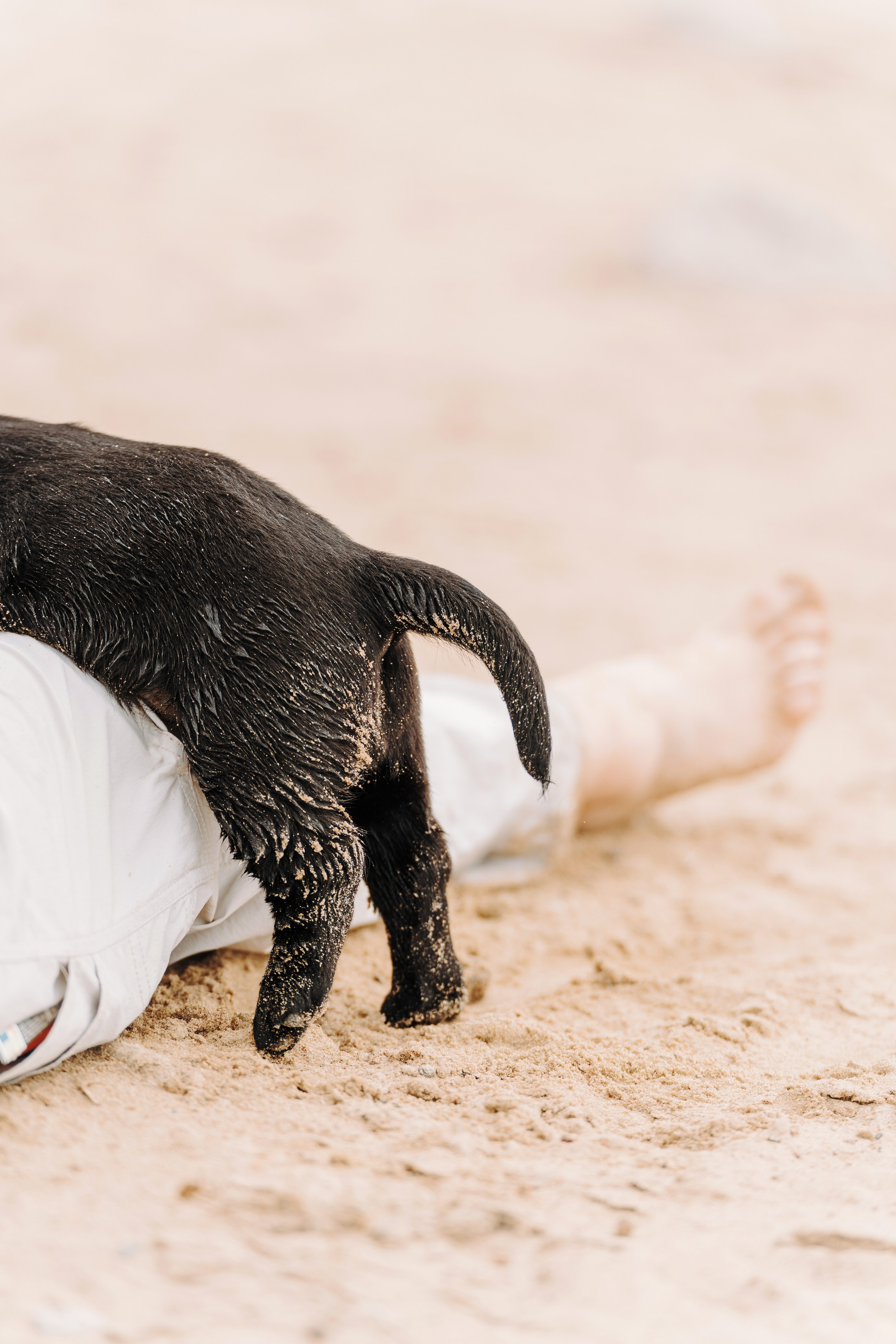 Лабрадорчики на пляже. Фотограф анималист в Спб недорого Олеся Майорова