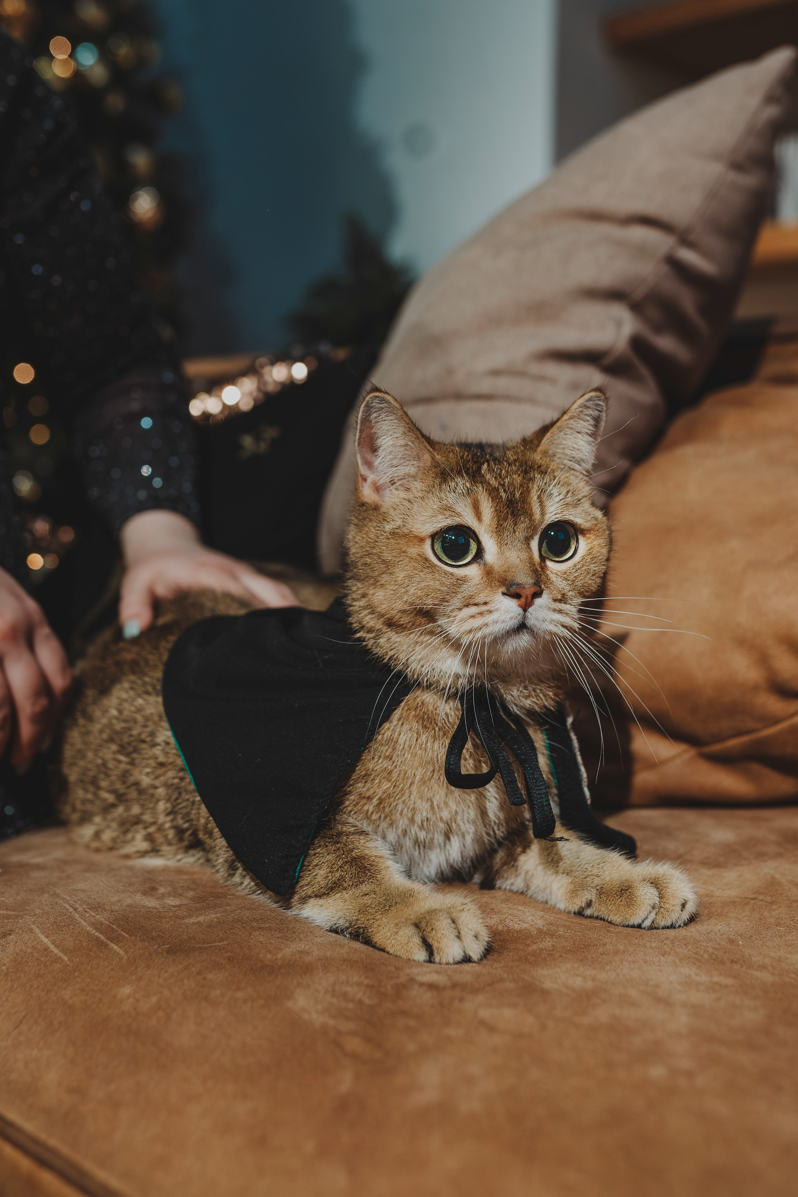 Аня, Андуин и Тесс. Фотограф анималист в Спб недорого Олеся Майорова