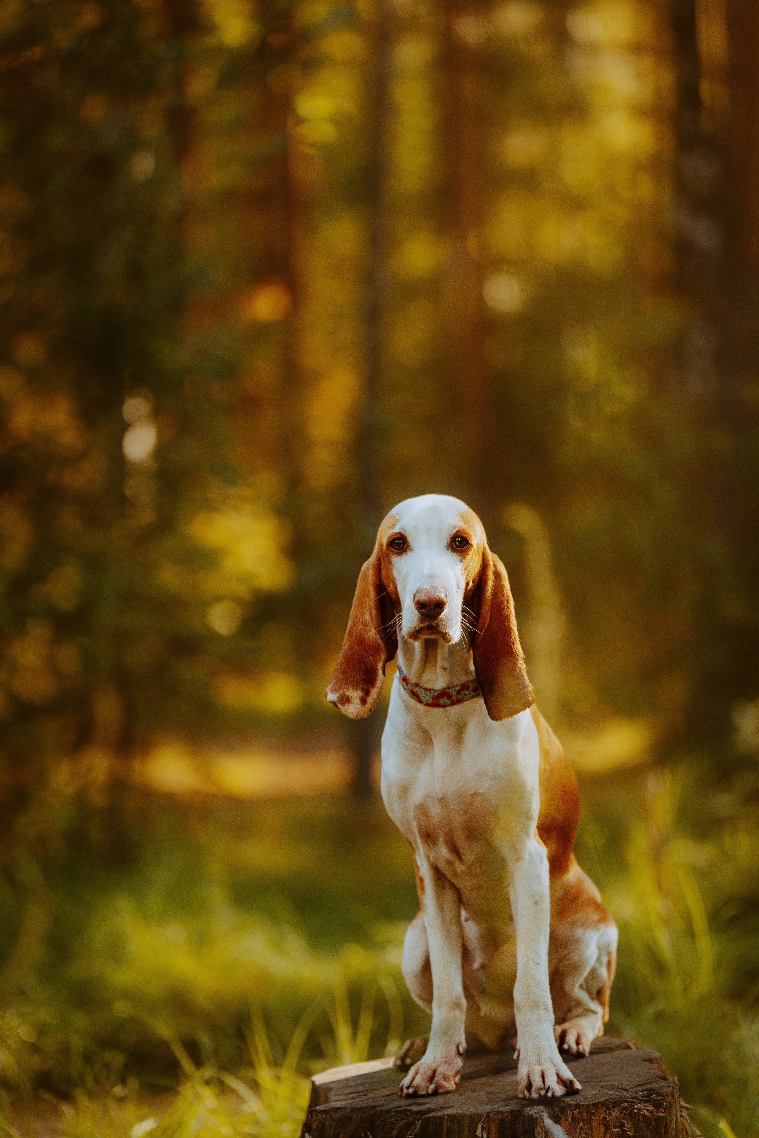 Ольга, Рора и Румпель. Фотограф анималист в Спб недорого Олеся Майорова