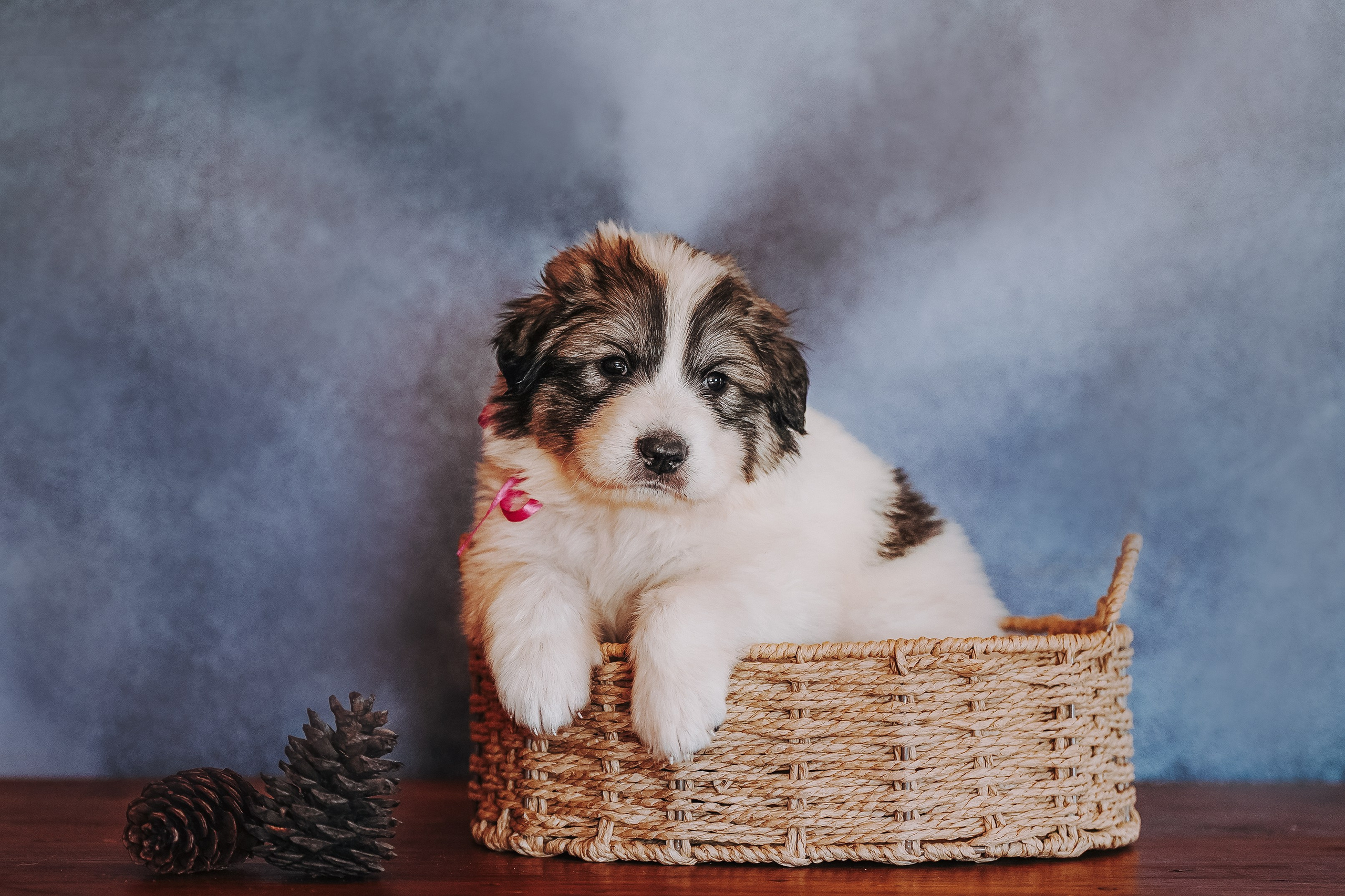 Пиренейские горные. Фотограф анималист в Спб недорого Олеся Майорова