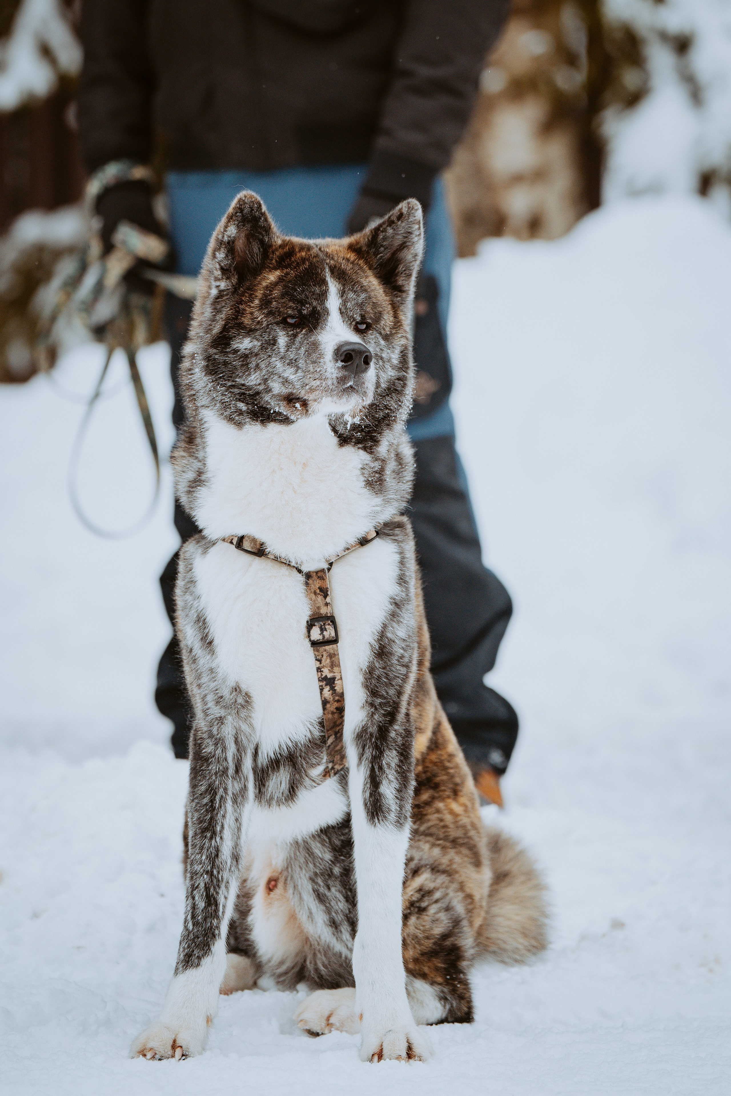 Дог трекинг. Фотограф анималист в Спб недорого Олеся Майорова