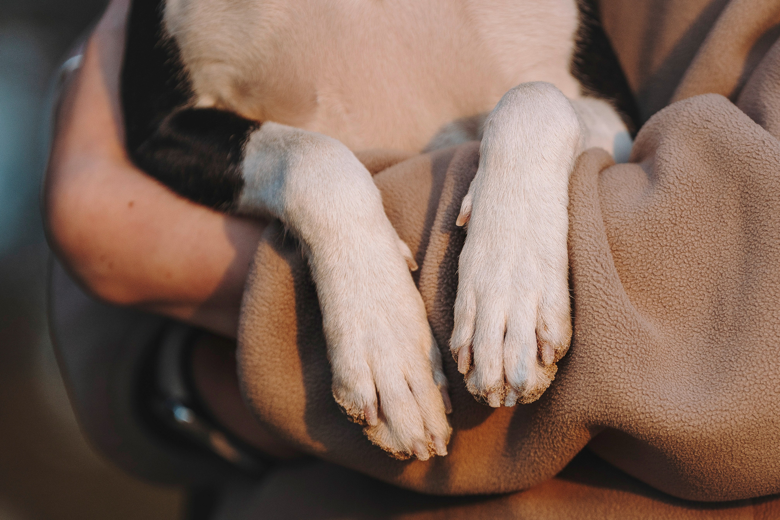 Екатерина и Дива. Фотограф анималист в Спб недорого Олеся Майорова