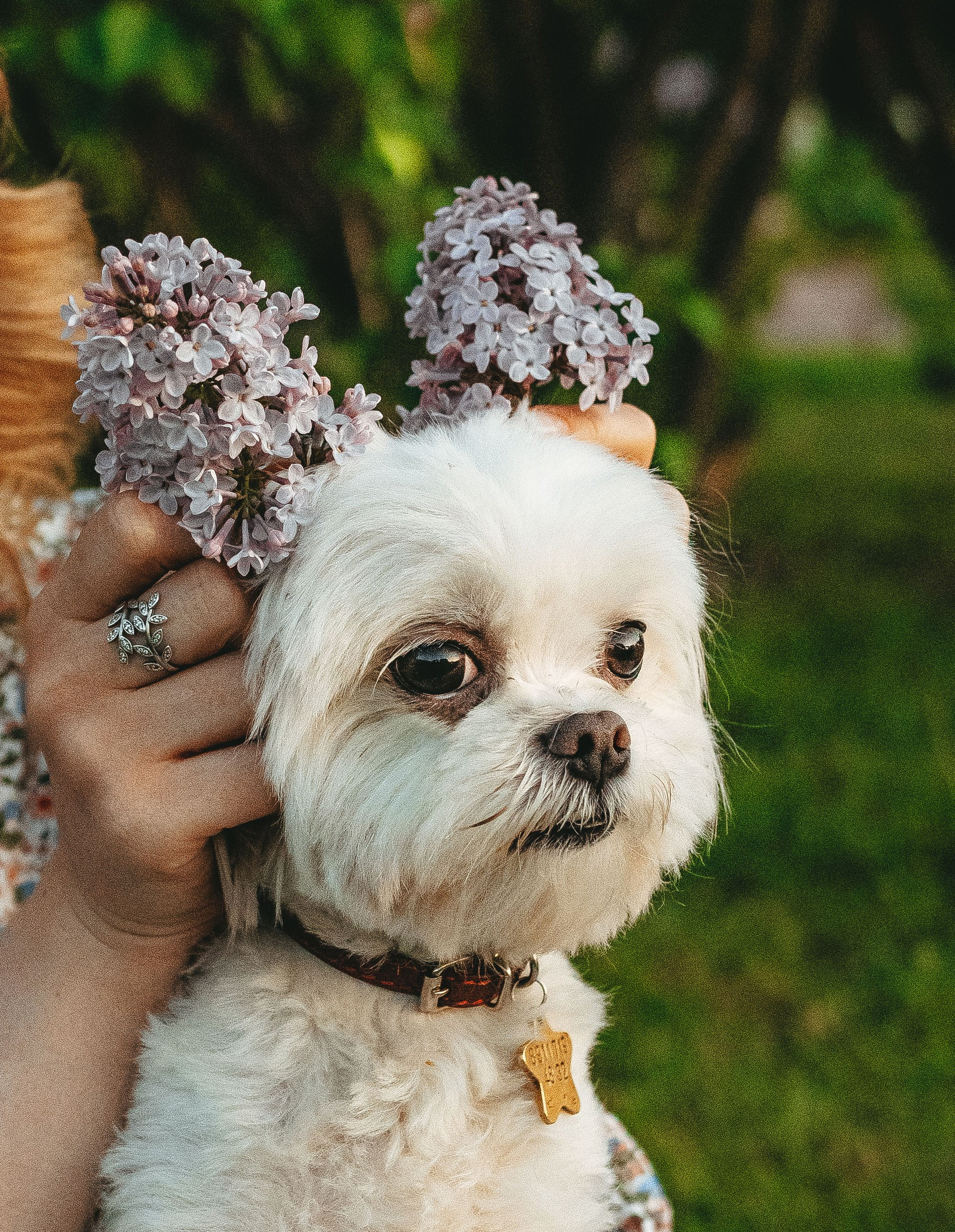 Фотосессия с питомцем в центре Санкт-Петербурга. Фотограф анималист в Спб недорого Олеся Майорова