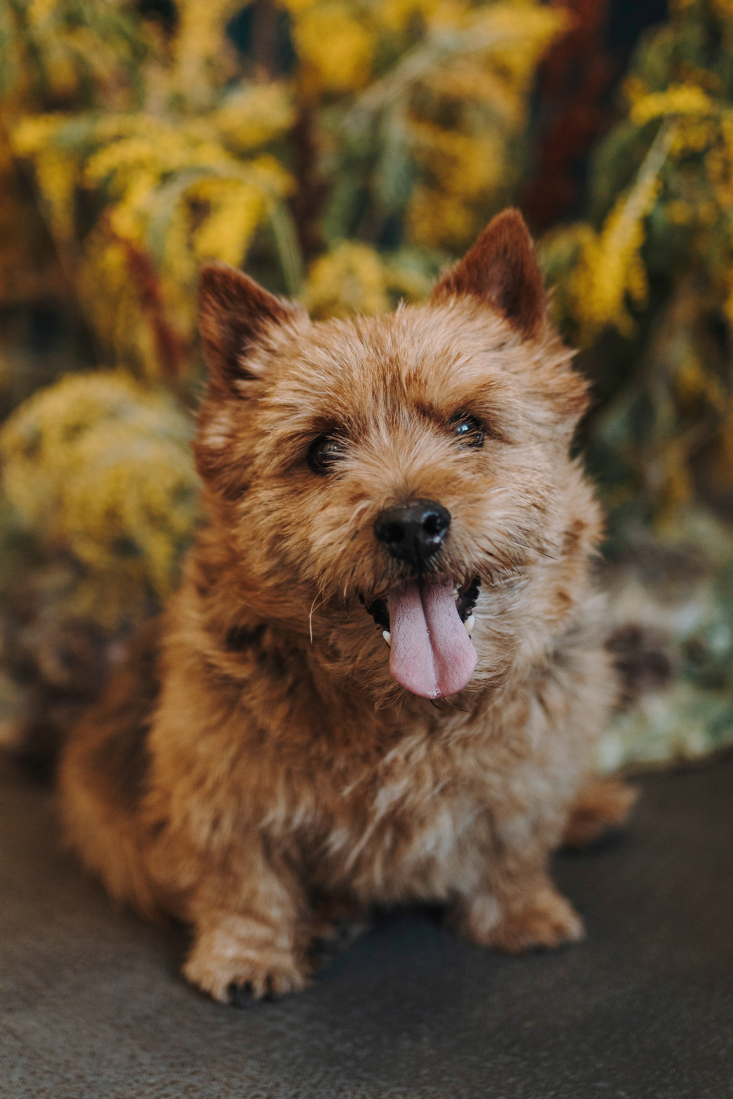 Маша и Рамси. Фотограф анималист в Спб недорого Олеся Майорова