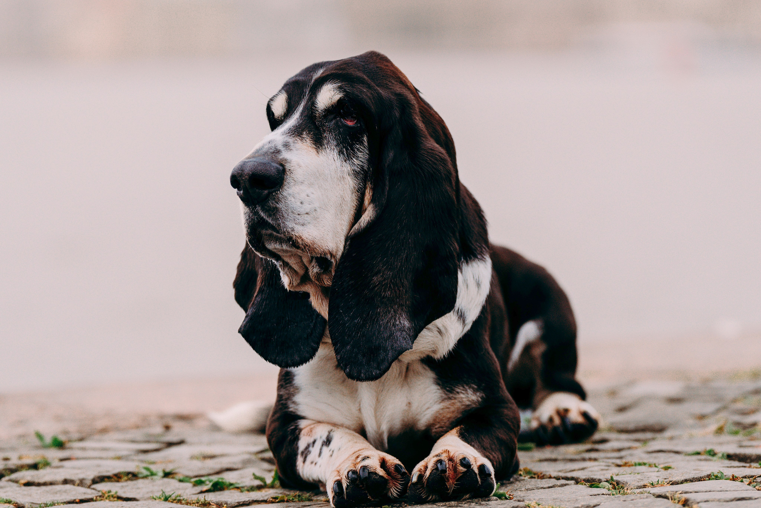 Елизавета и Епифан. Фотограф анималист в Спб недорого Олеся Майорова