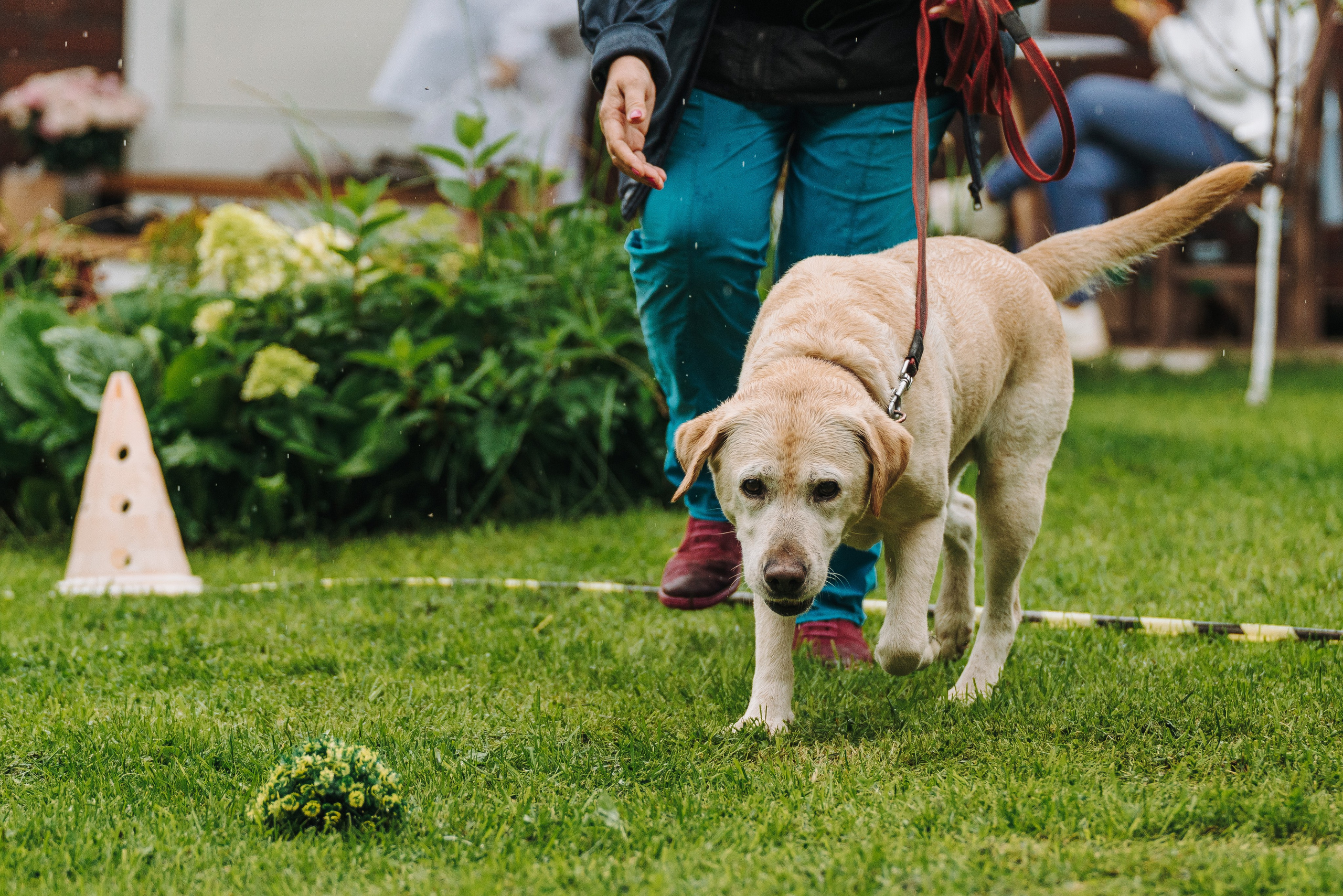 Соревнования по ноузворку в Новожилово. Фотограф анималист в Спб недорого Олеся Майорова