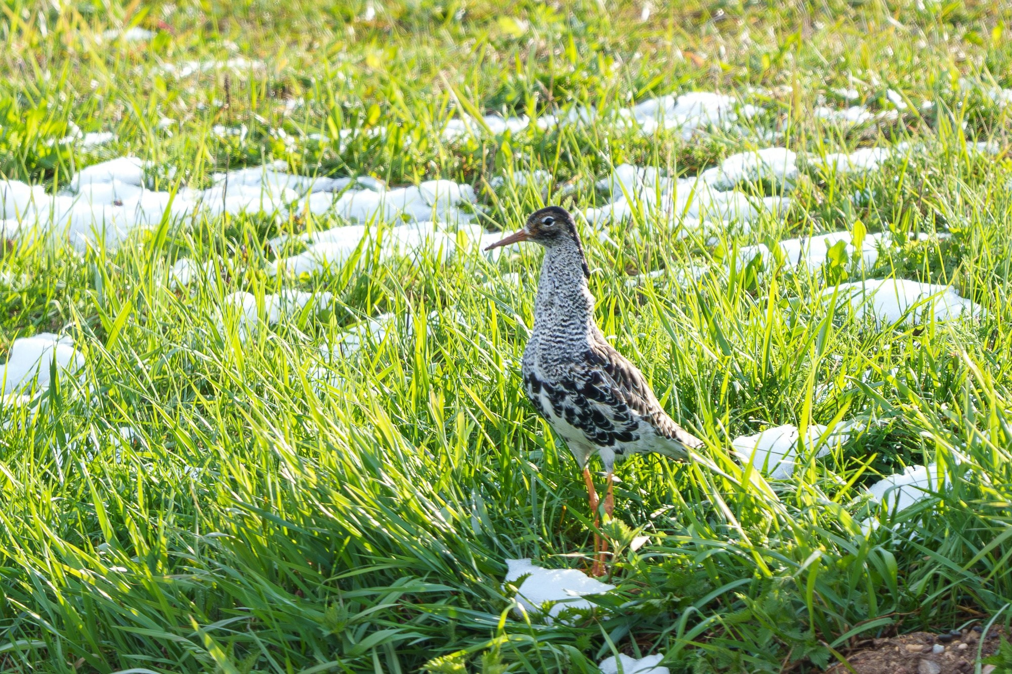 Удивительные мир птиц. Вокруг нас столько прекрасного — присмотритесь!. Ваш личный фотограф Марина Волкова
