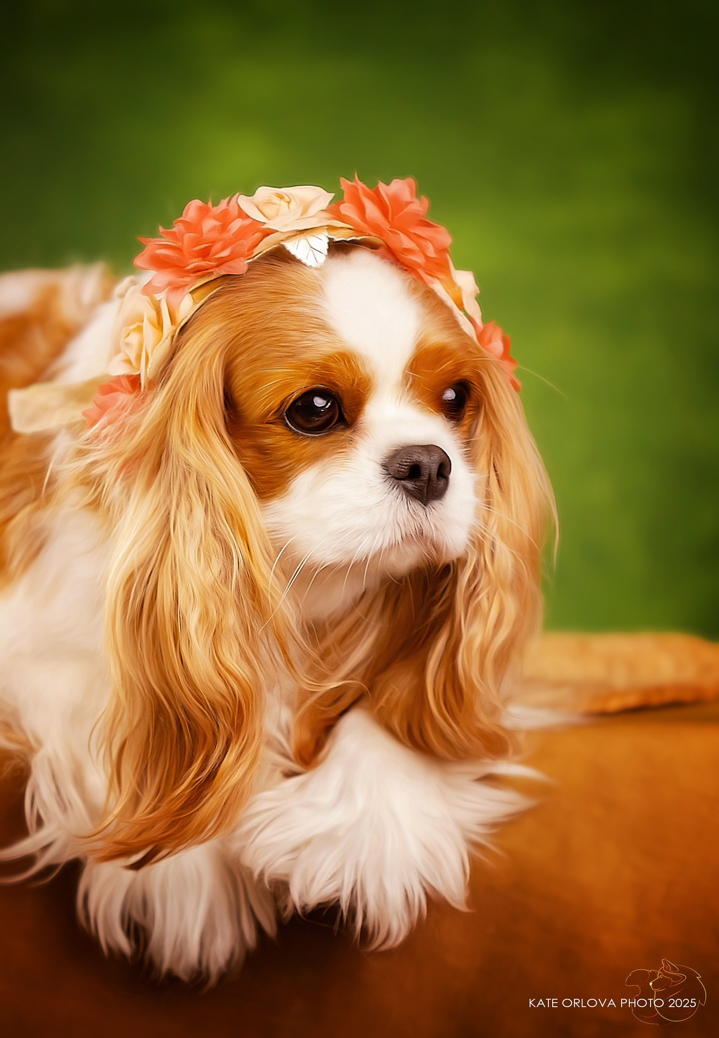 Суки. Питомник кавалер кинг чарльз спаниелей