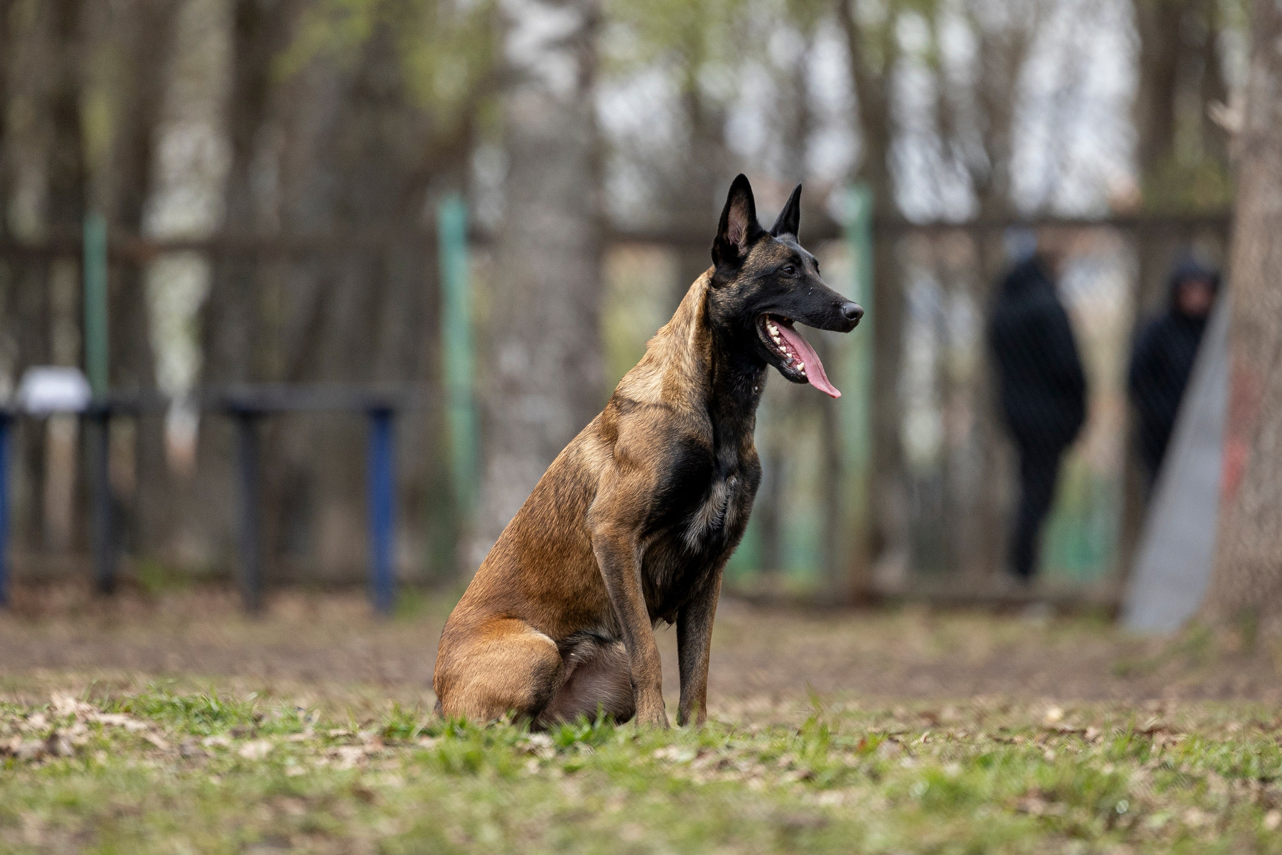 Квалификационные состязания по мондьорингу г. Вологда 11.05.24. Фотограф-анималист Анна Маринич