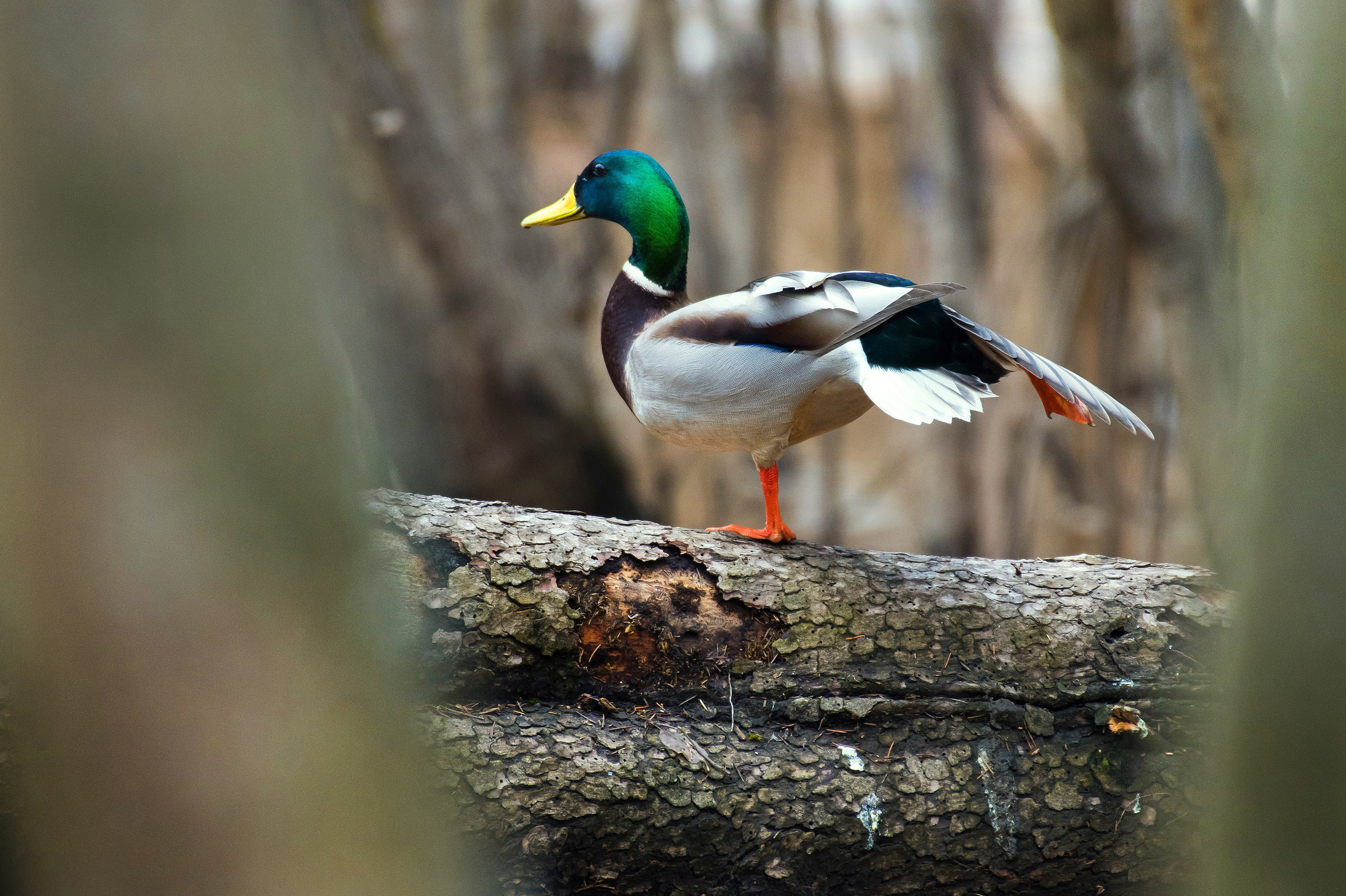 Фотоохота. Репортажный фотограф в Ижевске Константин Ившин