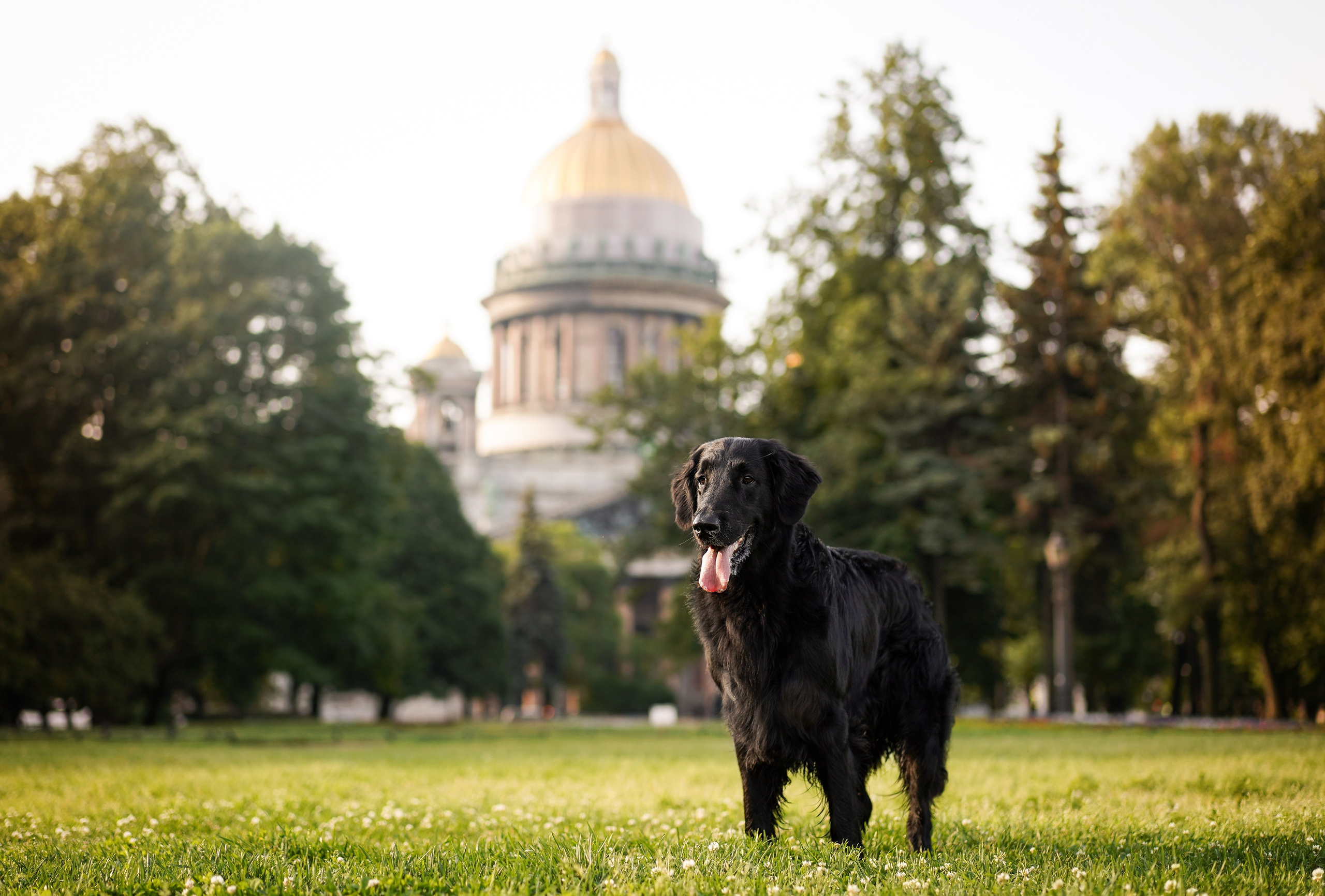 Анна и Мустик. Фотограф-анималист в Санкт-Петербурге Яна Мартынова