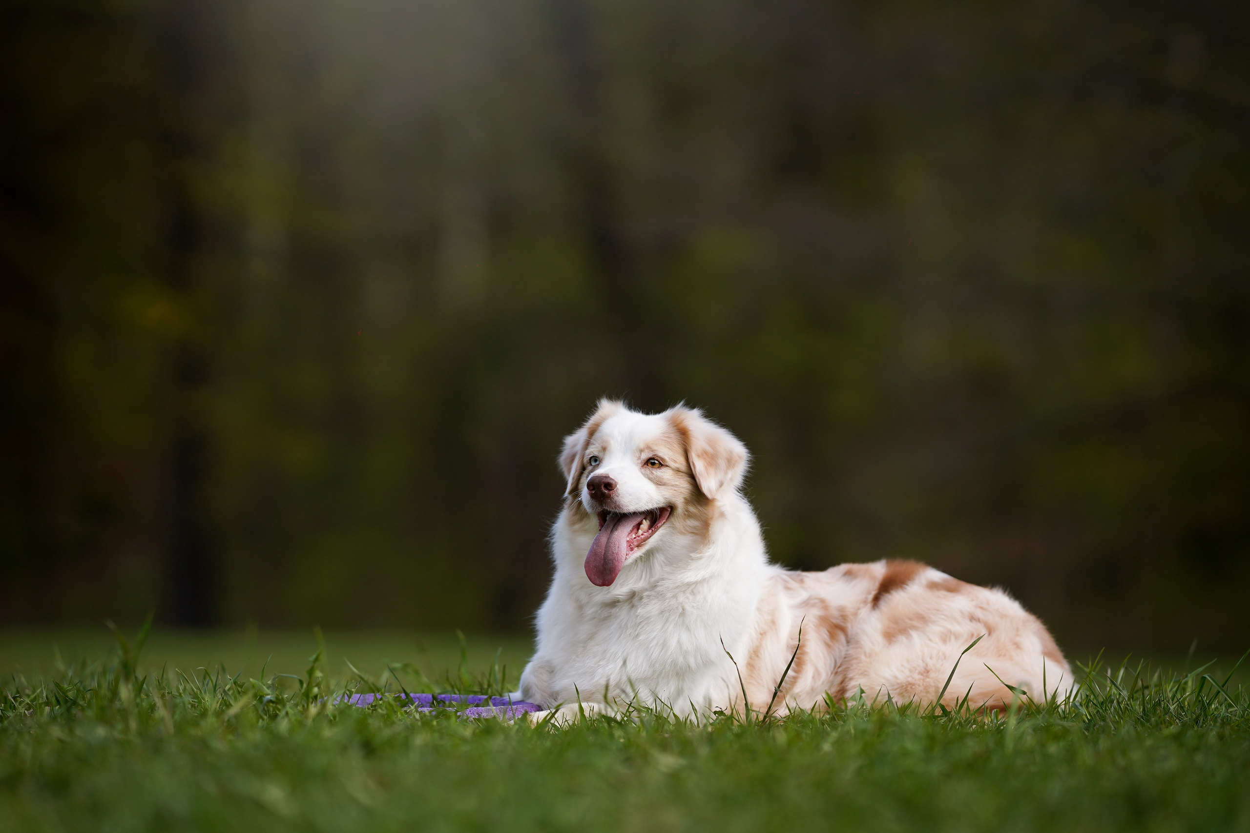 Рокки и Гермиона. Фотограф-анималист в Санкт-Петербурге Яна Мартынова