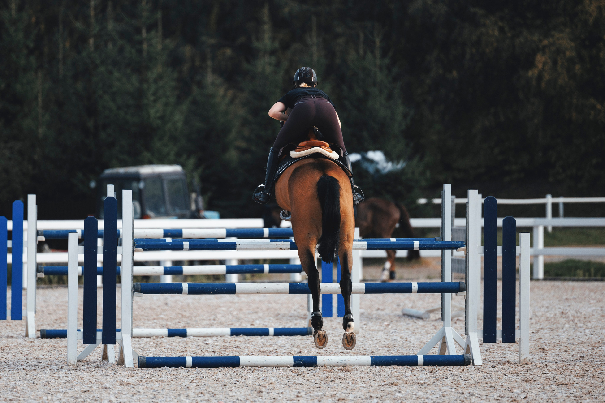 Конкур. Фотограф-анималист Анна Маринич