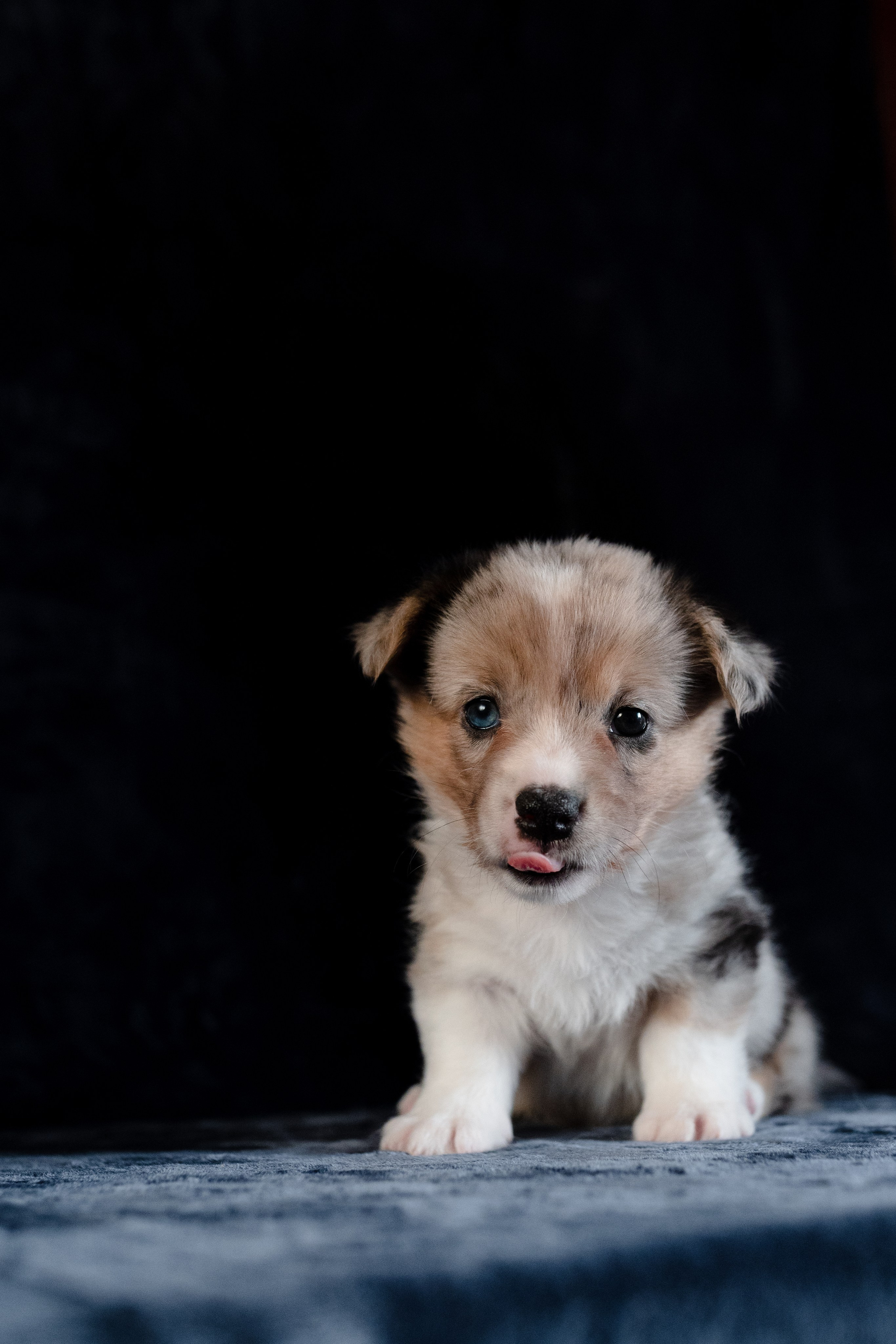 Вельш-корги-пемброк. Фотограф анималист в Москве Ольга Агушева