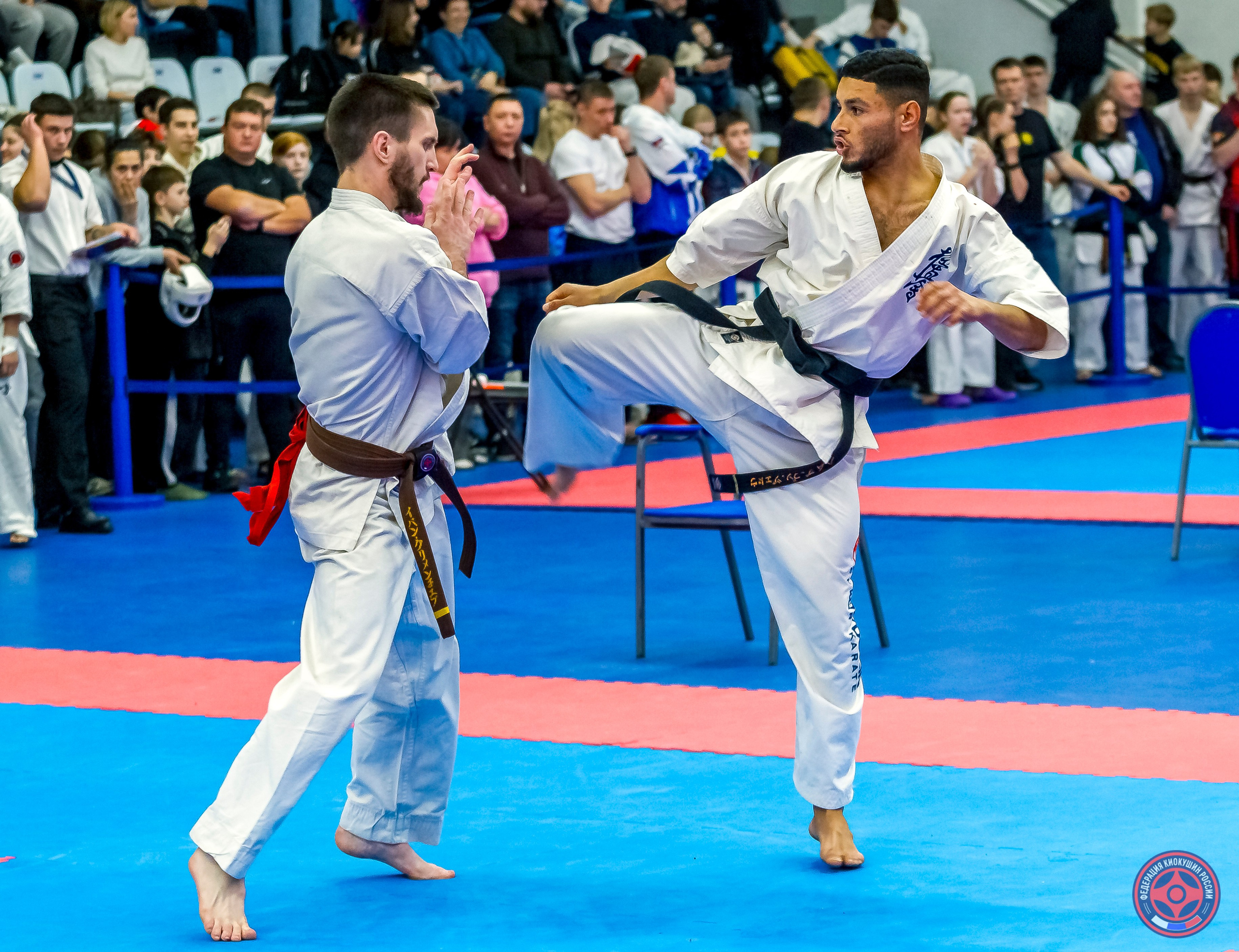 Международный турнир по киокушин «Открытый кубок Seiken». Репортажная съемка в Москве и области. Анималистика