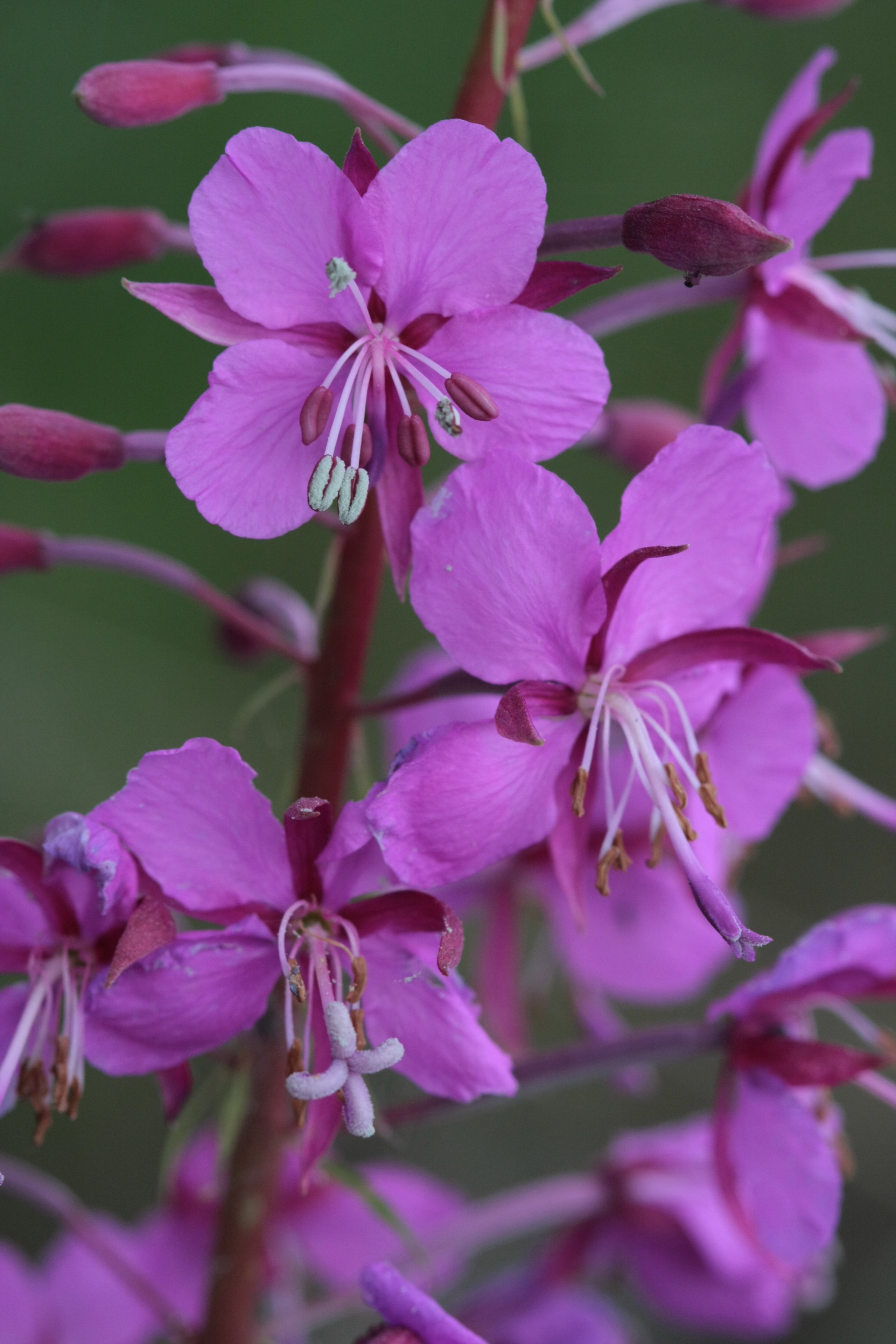 Фото Природы Забайкалья. Студия Максима Белослюдцева