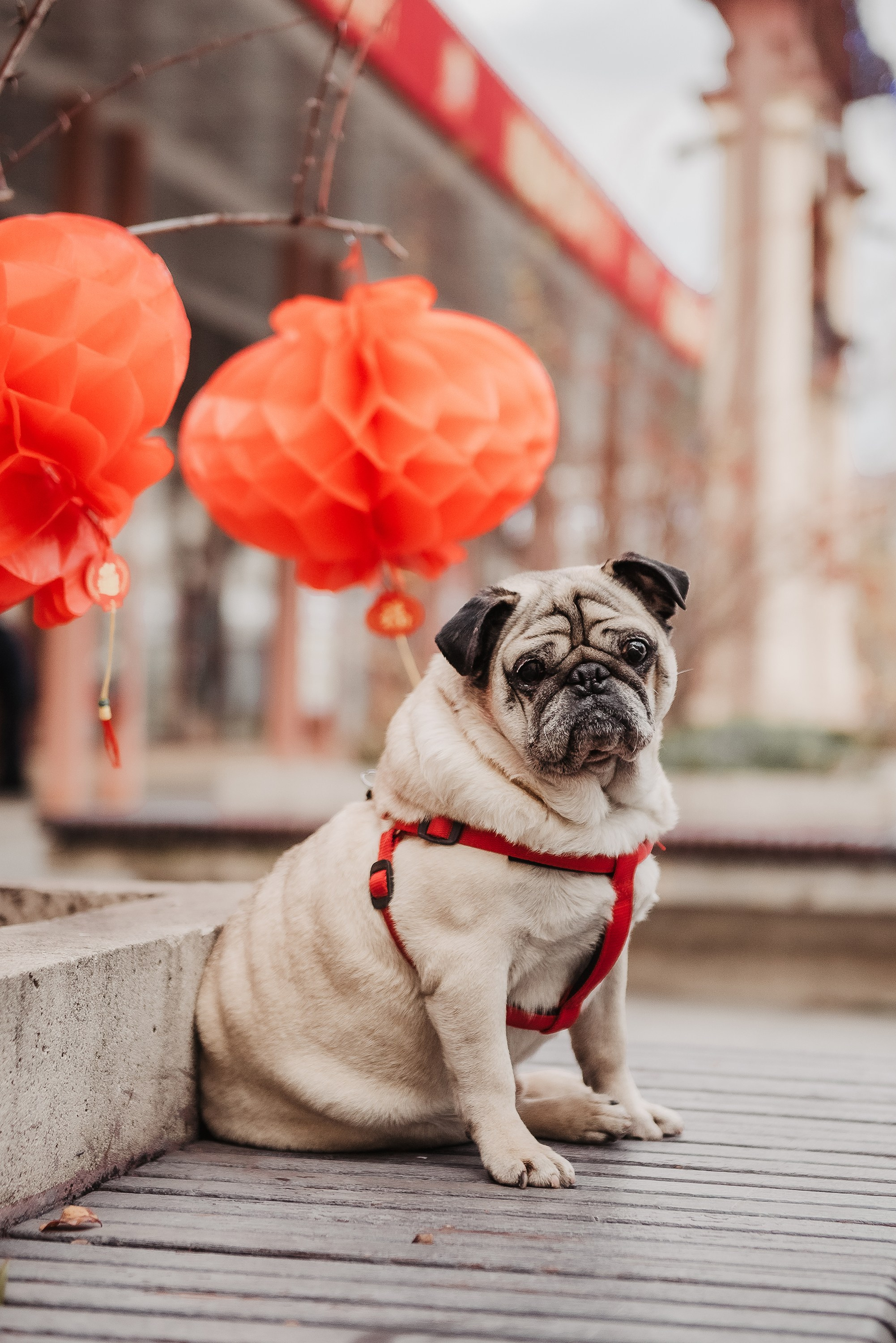 Ольга и Потапум. Прогулка к чайному дому. Семейный Фотограф в Москве Ирина Хохлова