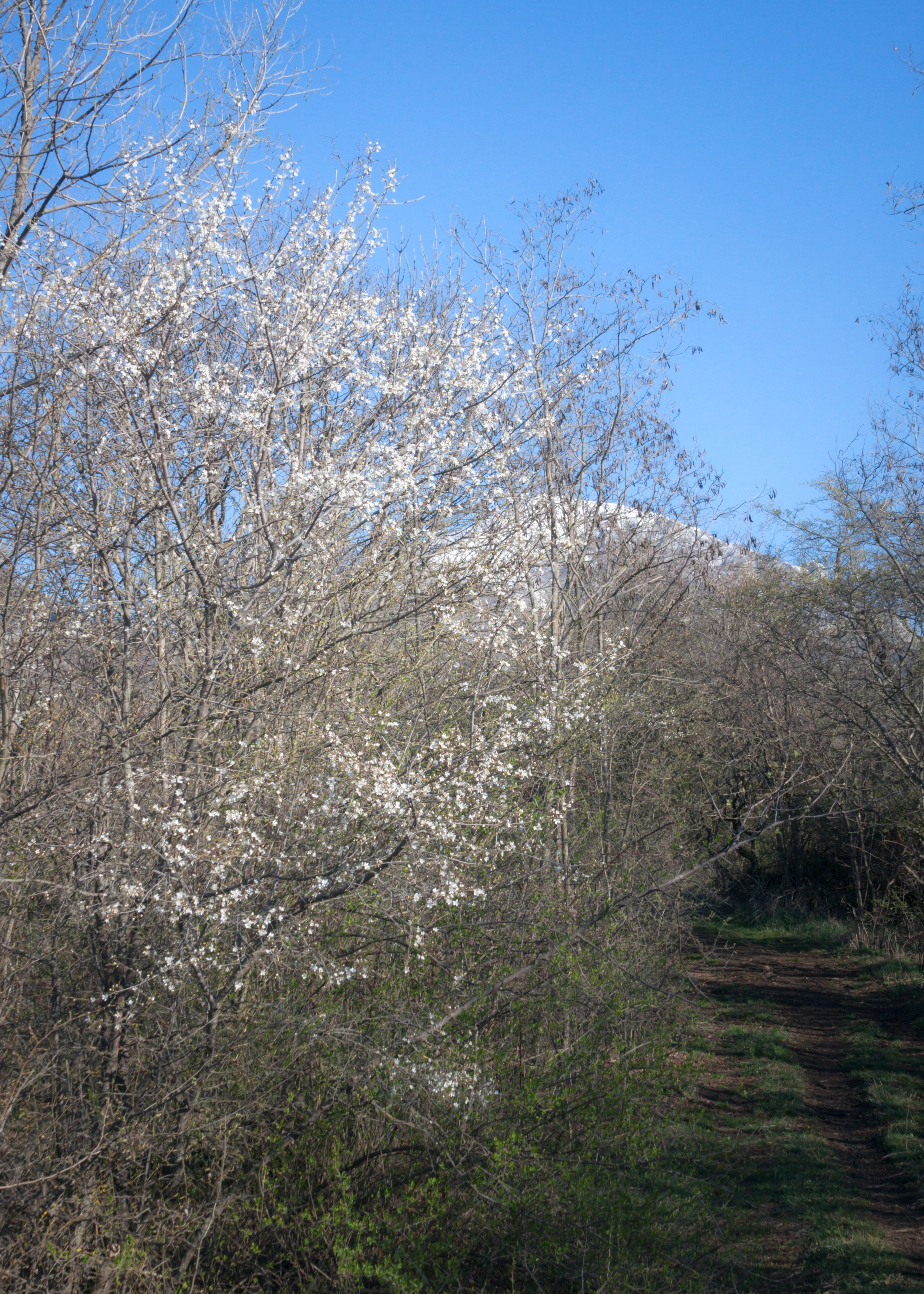 Весна и вид в сторону горы Бештау