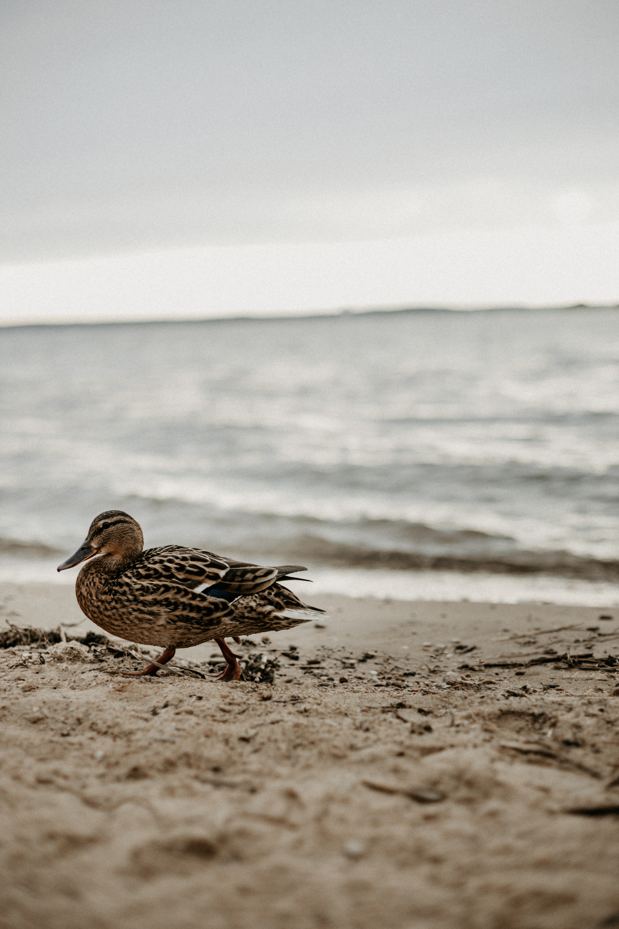 На море. Портретный фотограф Дорошко Анастасия