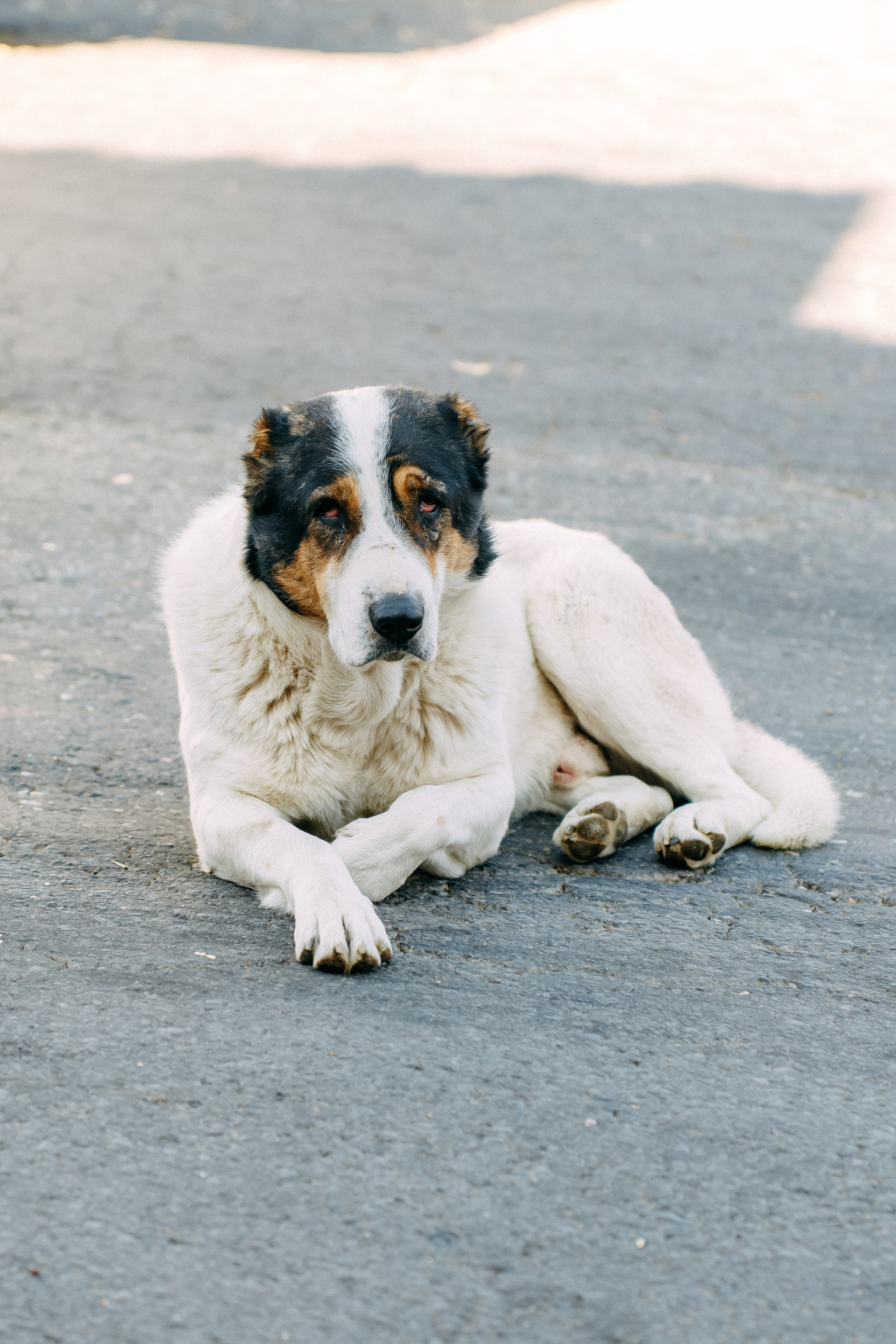 Армения. Фотосъемка, свадебная фотосъемка, Москва, Нижний Новгород