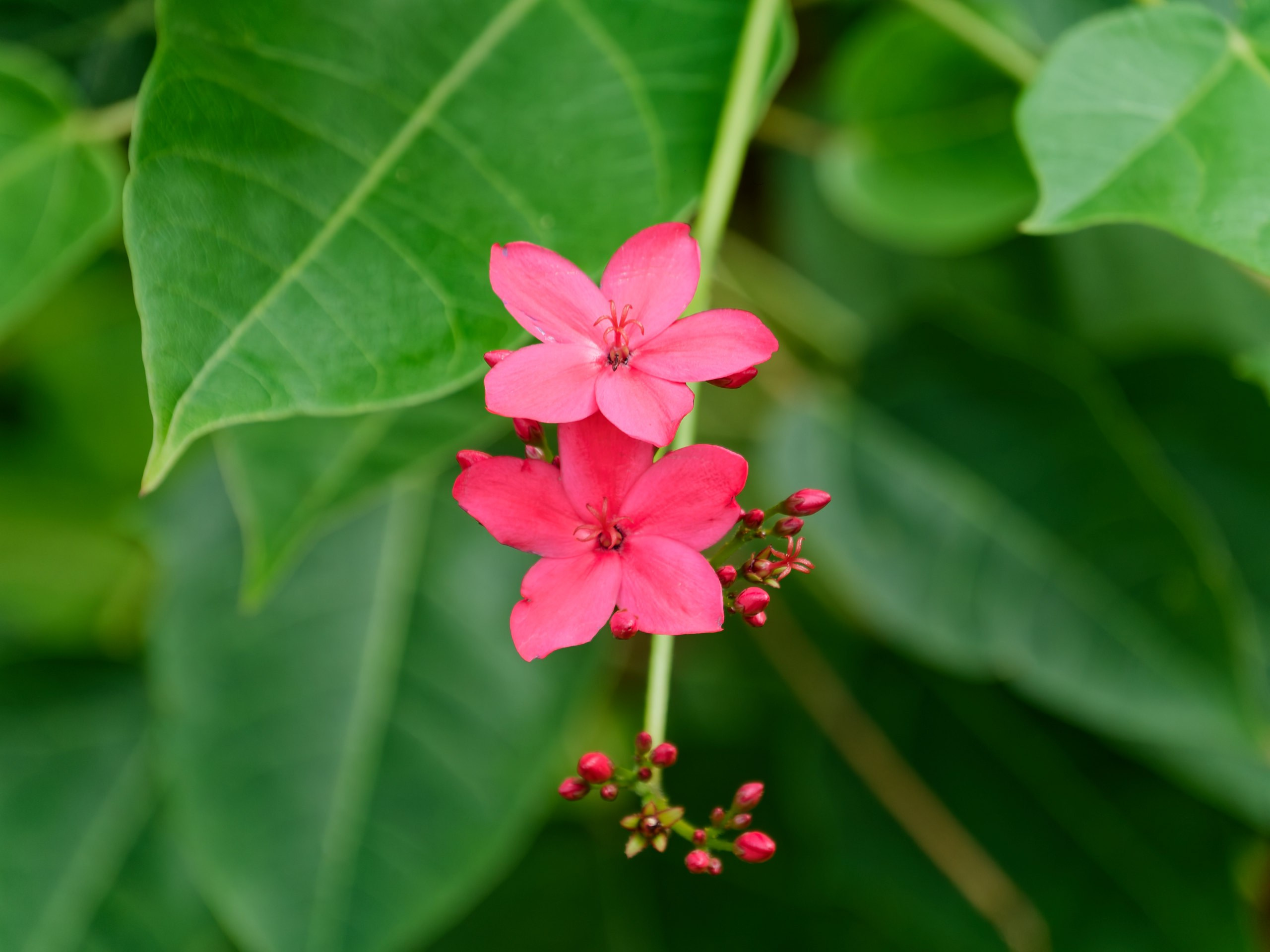 Хайнань 2026, флора, цветы и деревья. Фотопрогулки по Миру