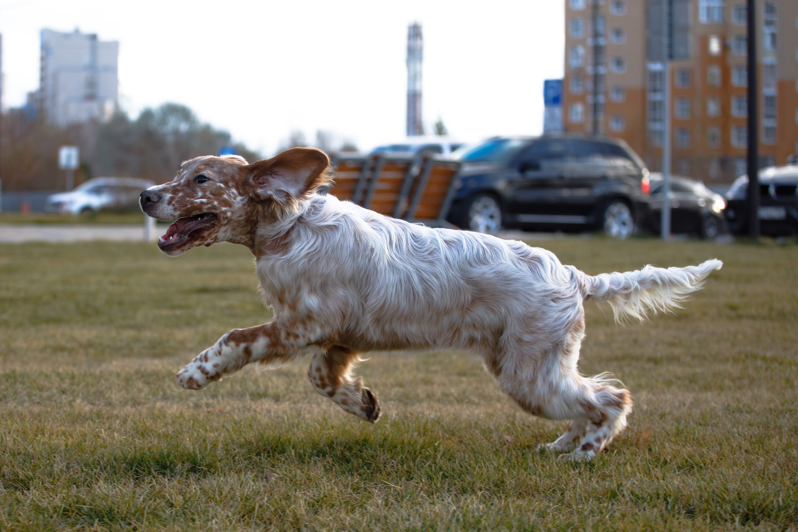 Андрей и Милан. Фотограф Екатерина Козловская