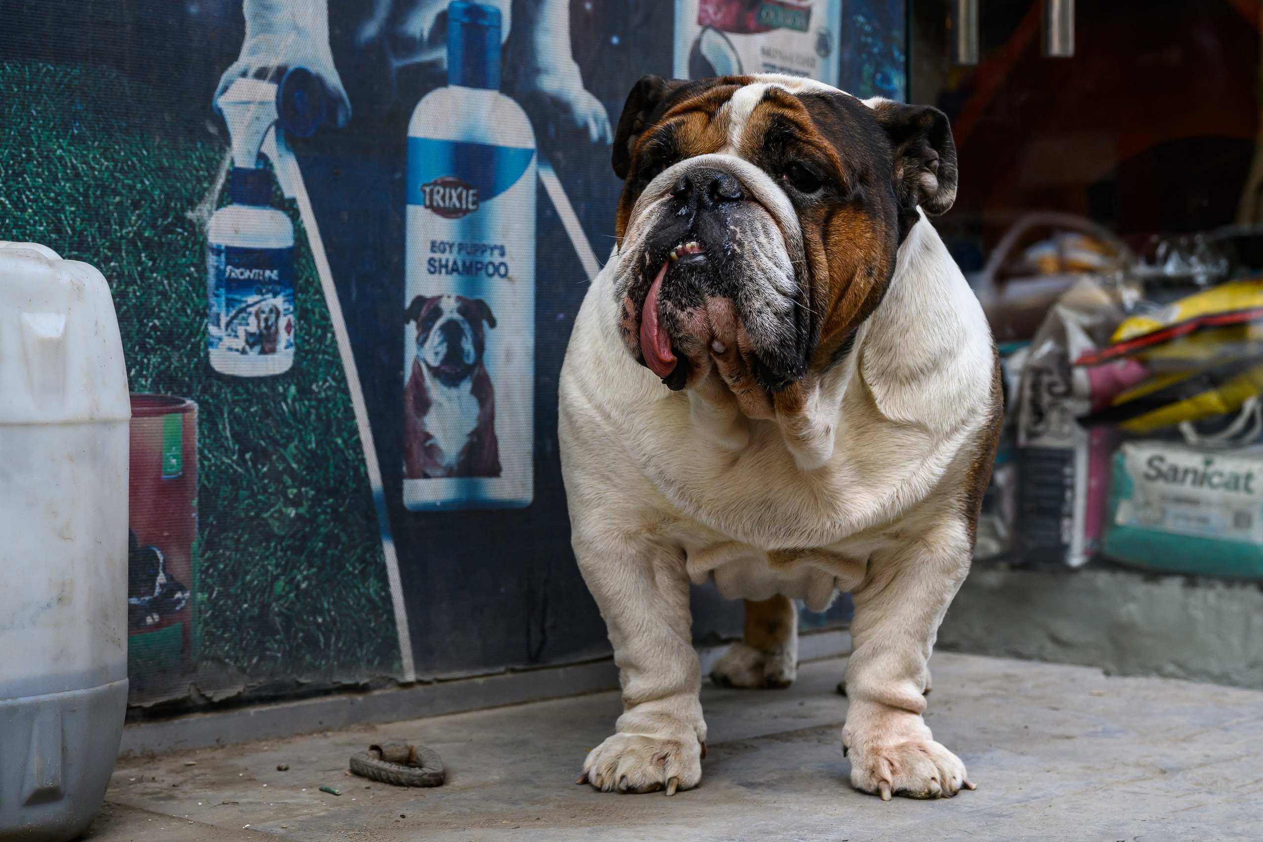 Dimitri Bakhtadze, Cairo. Dimitri Bakhtadze photographer