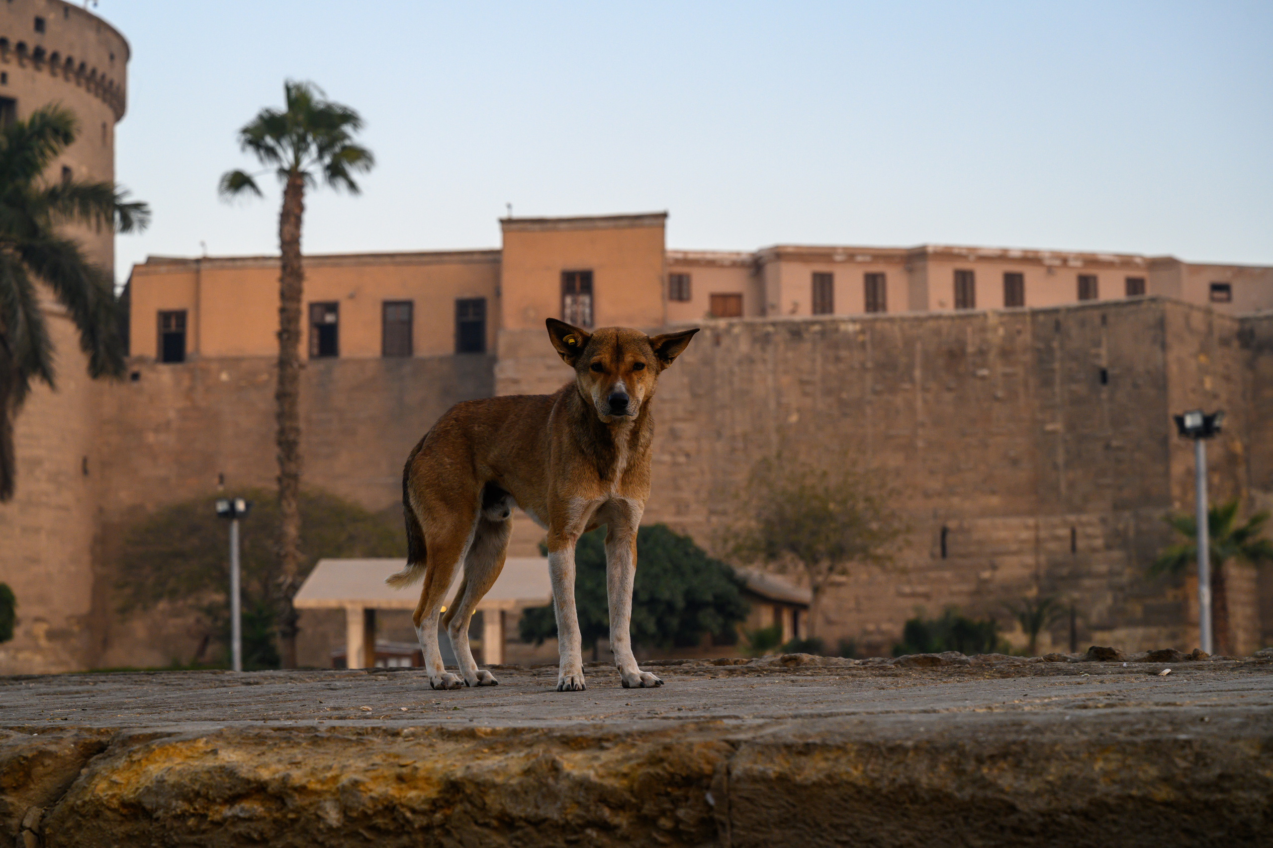 Dimitri Bakhtadze, Cairo. Dimitri Bakhtadze photographer