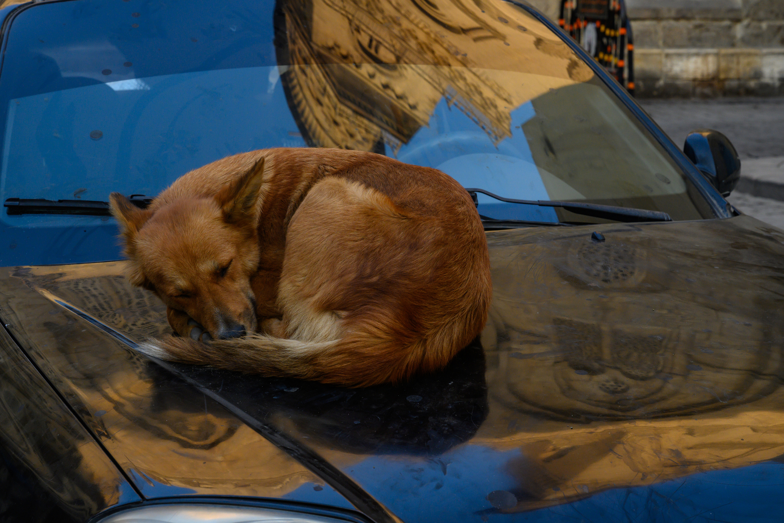 Dimitri Bakhtadze, Cairo. Dimitri Bakhtadze photographer