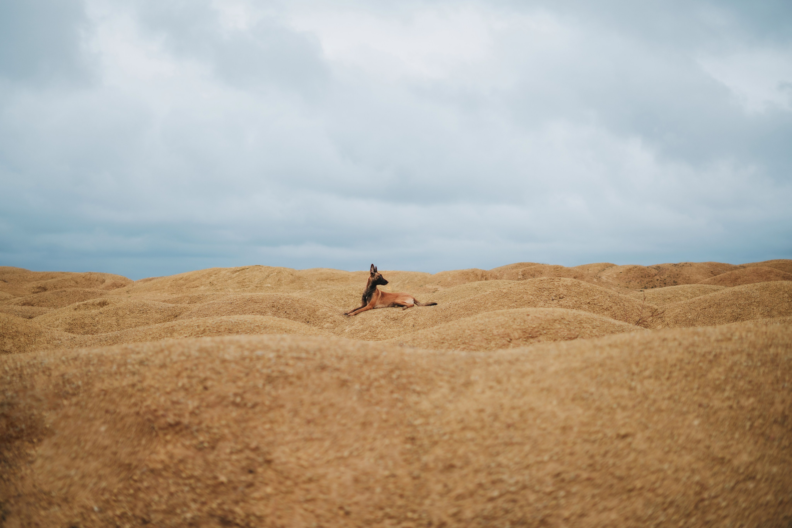 Фотограф анималист Осипчикова Мария