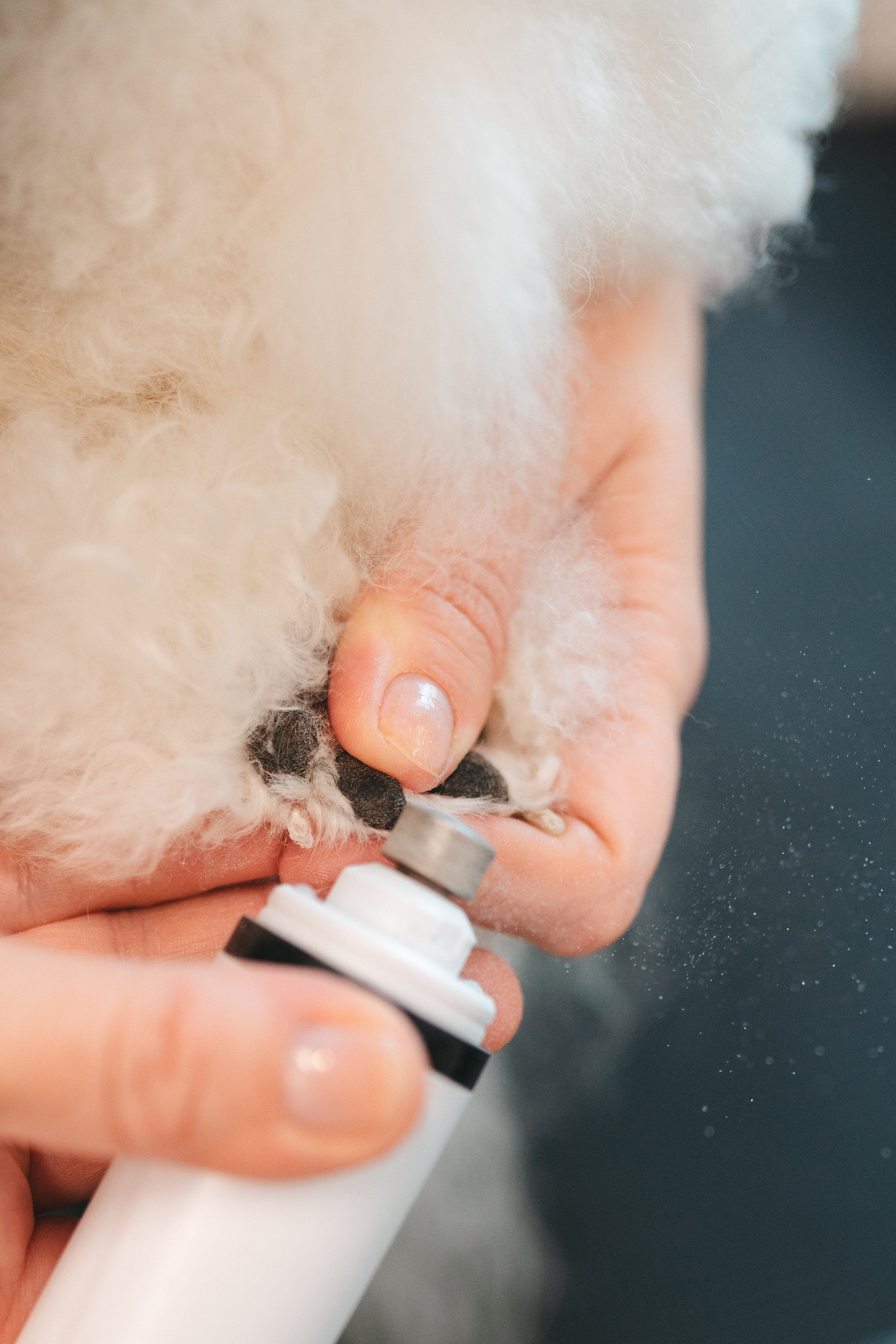 Груминг — салон. Фотограф анималист Осипчикова Мария