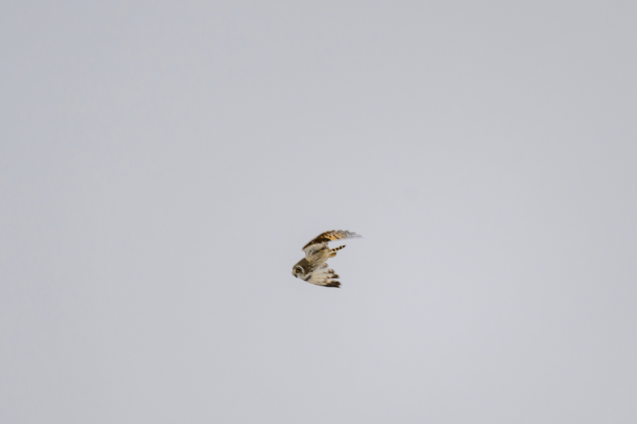 Болотная сова. Wildlife photography by Sergey Puponin