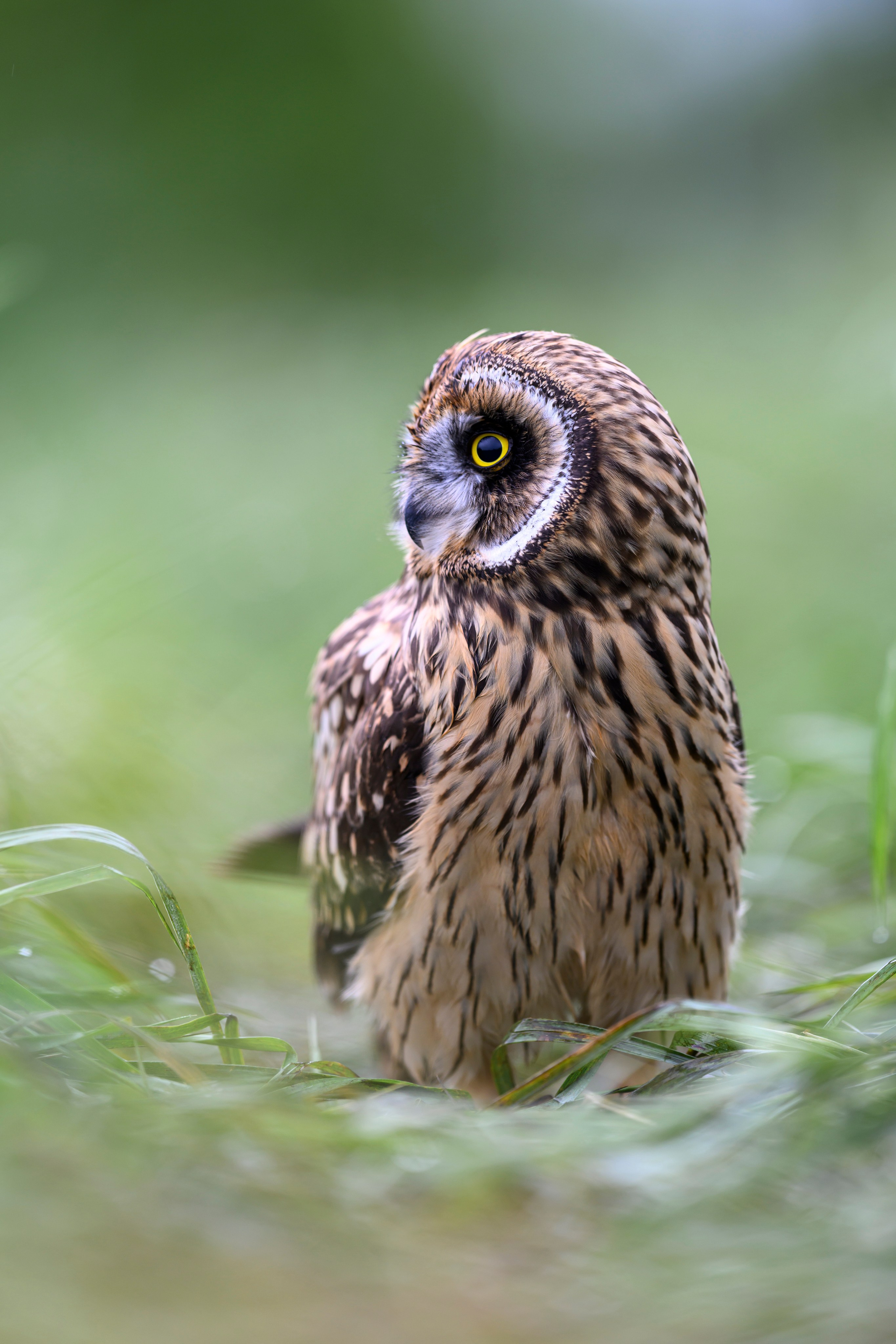 Short eared owl. Wildlife photography by Sergey Puponin