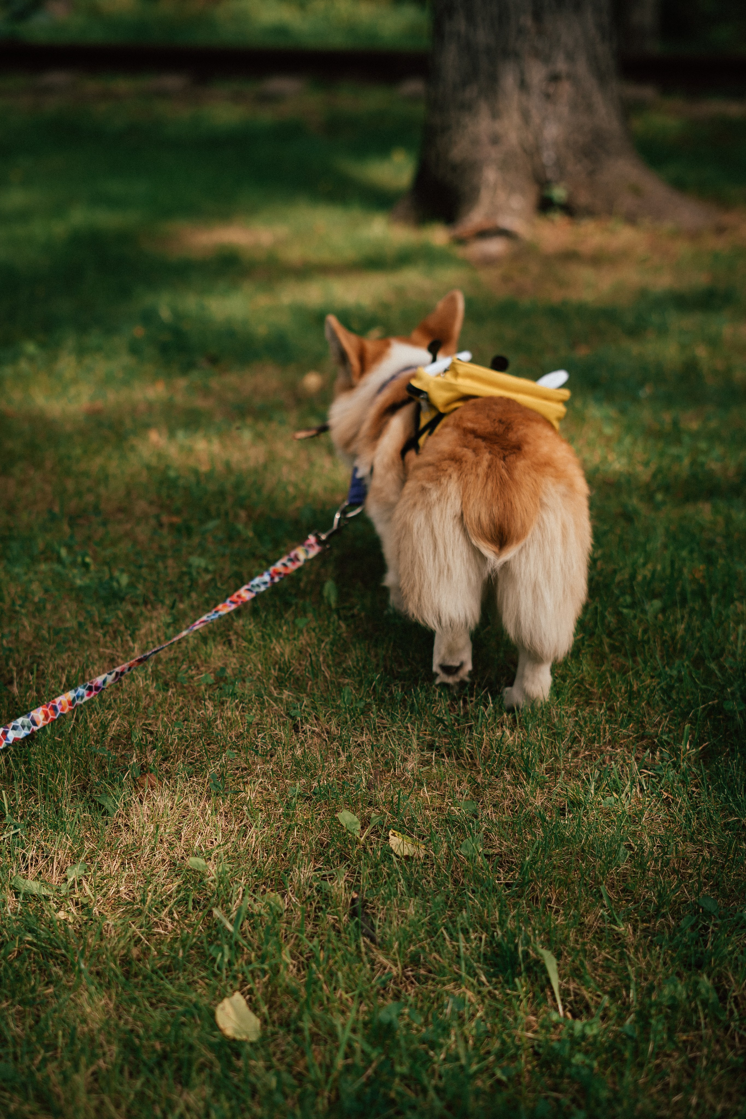 Фотосессия с собакой сахалин. Фотограф сахалин